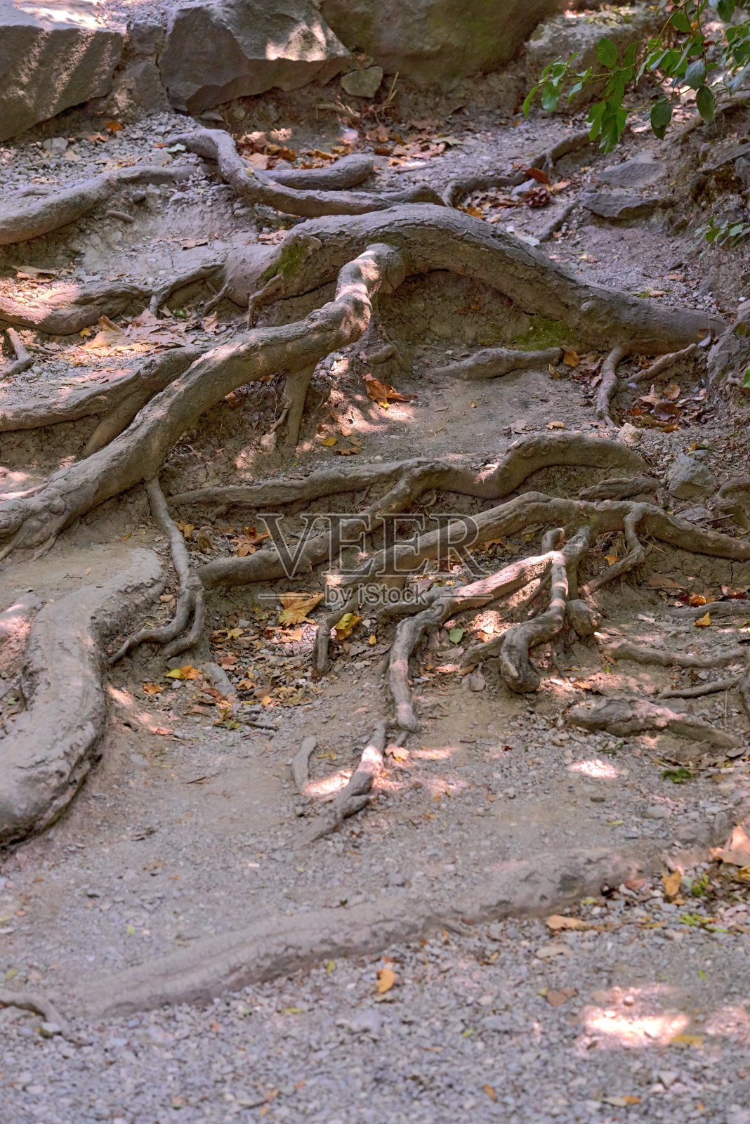抽象根树照片摄影图片