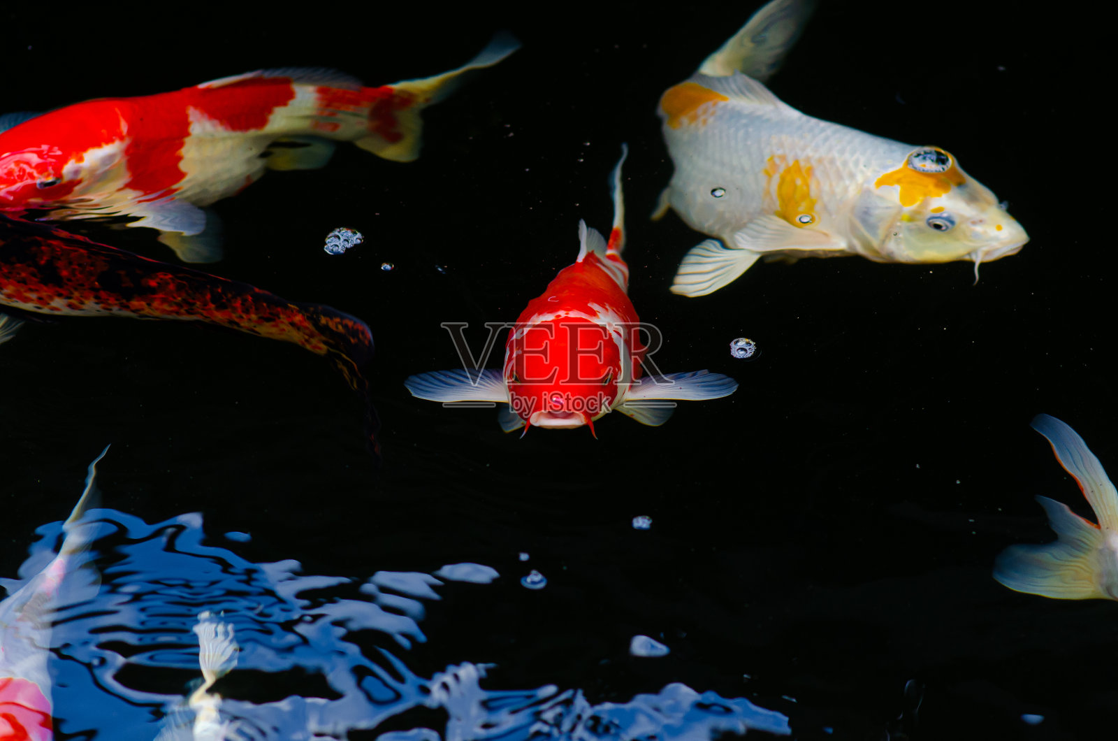 锦鲤在水花园里游泳,花式鲤鱼,锦鲤,锦鲤在池塘里游泳。孤立背景为黑色。花式鲤鱼或锦鲤是红色、橙色的照片摄影图片