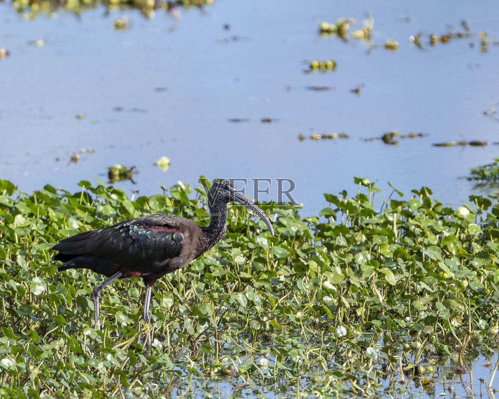 朱鹭,甜水湿地公园,盖恩斯维尔,佛罗里达照片摄影图片