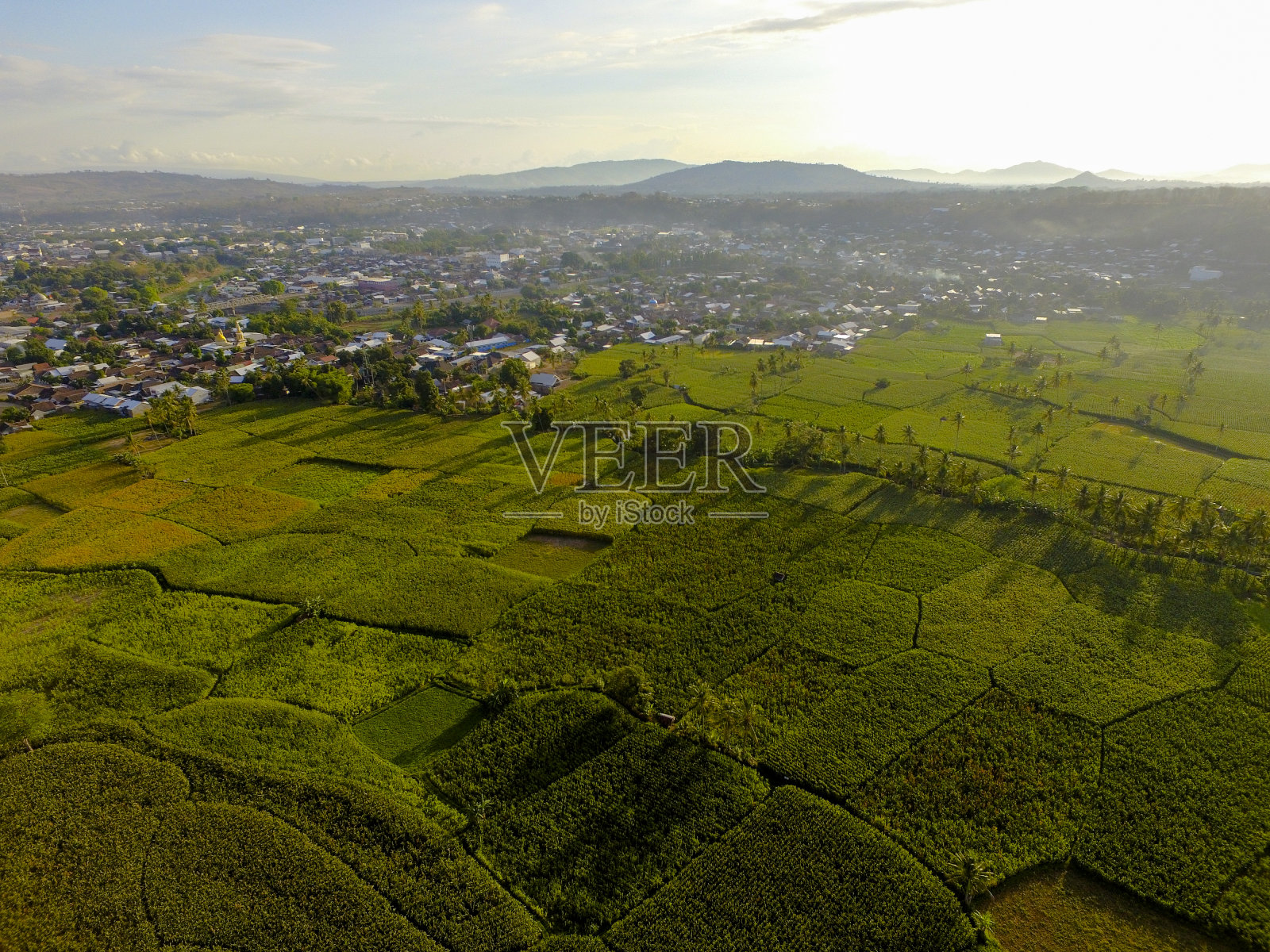 新鲜的有机玉米在玉米地里的树上照片摄影图片