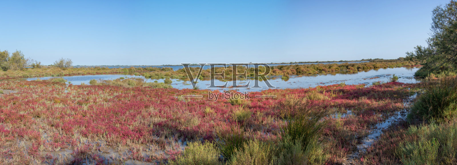 位于法国南部的camargue的风景。鸟类自然保护区照片摄影图片