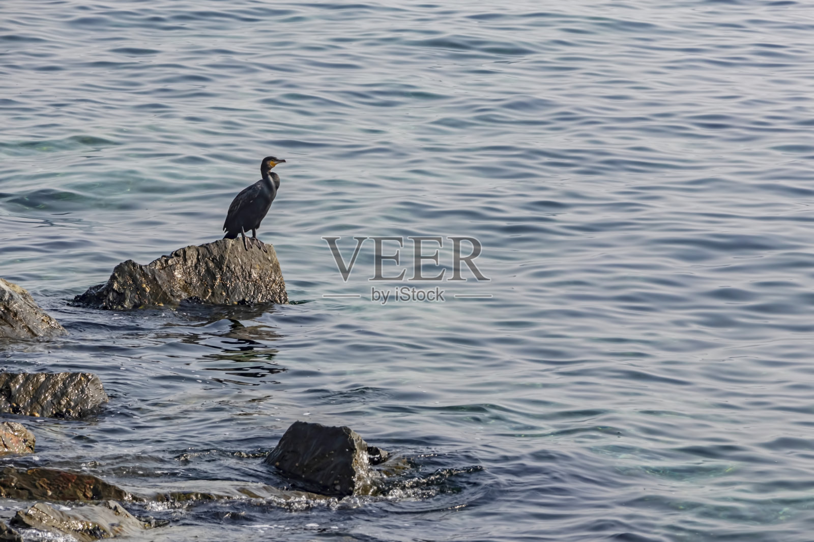 自然界岩石上的鸬鹚照片摄影图片