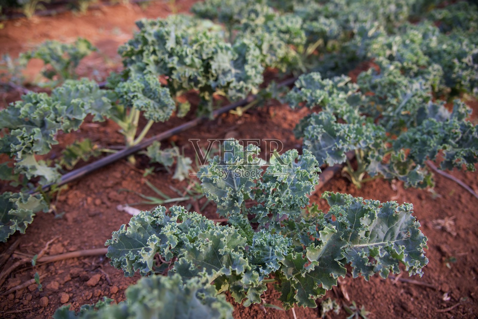羽衣甘蓝-有机农业照片摄影图片