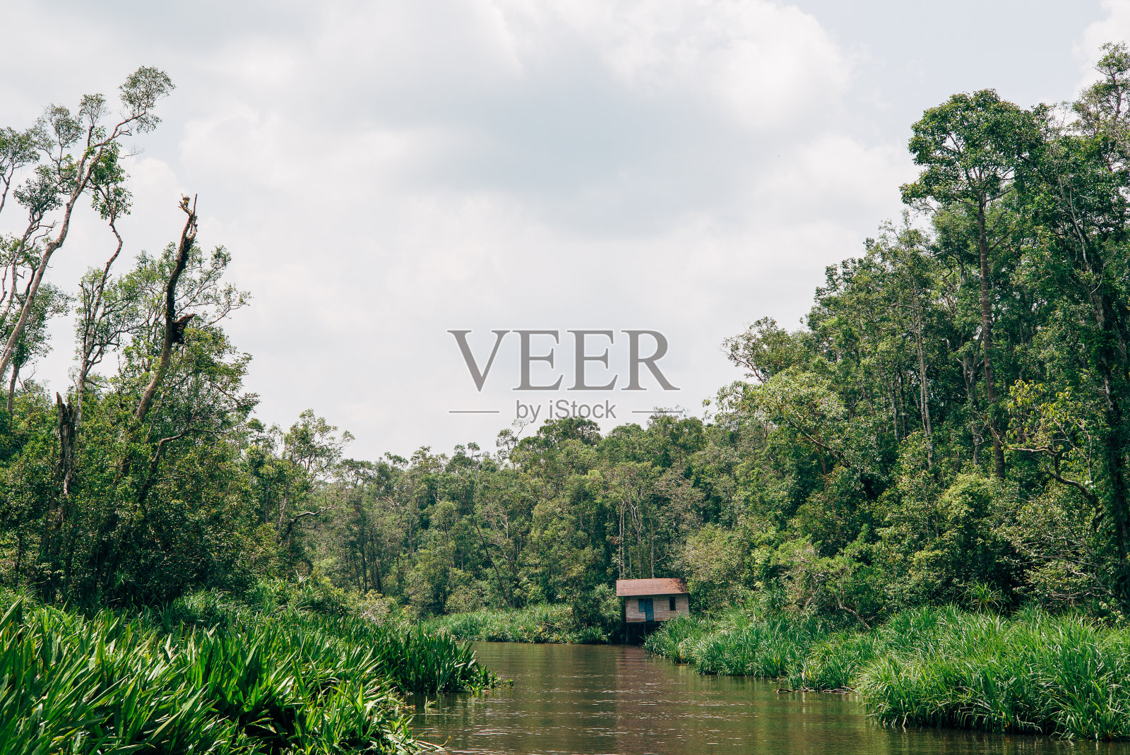 婆罗洲野生动物和丛林照片摄影图片