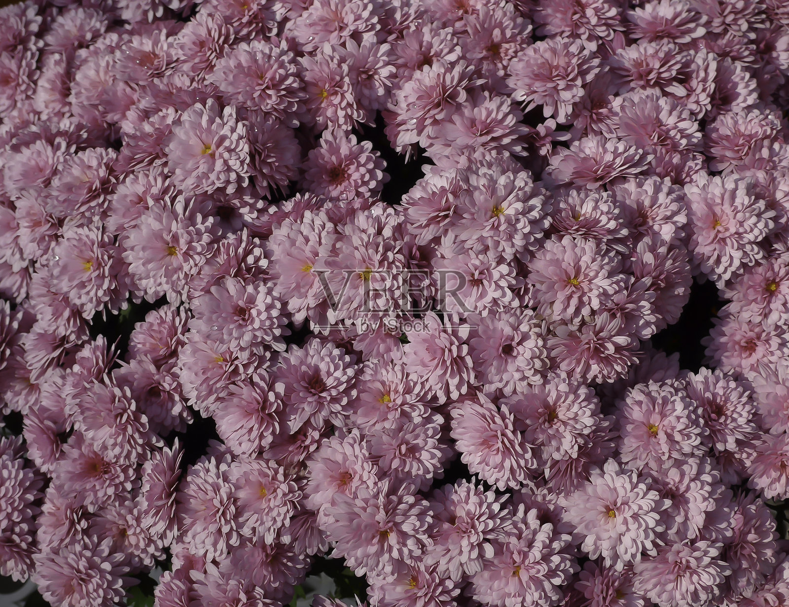 菊花照片摄影图片