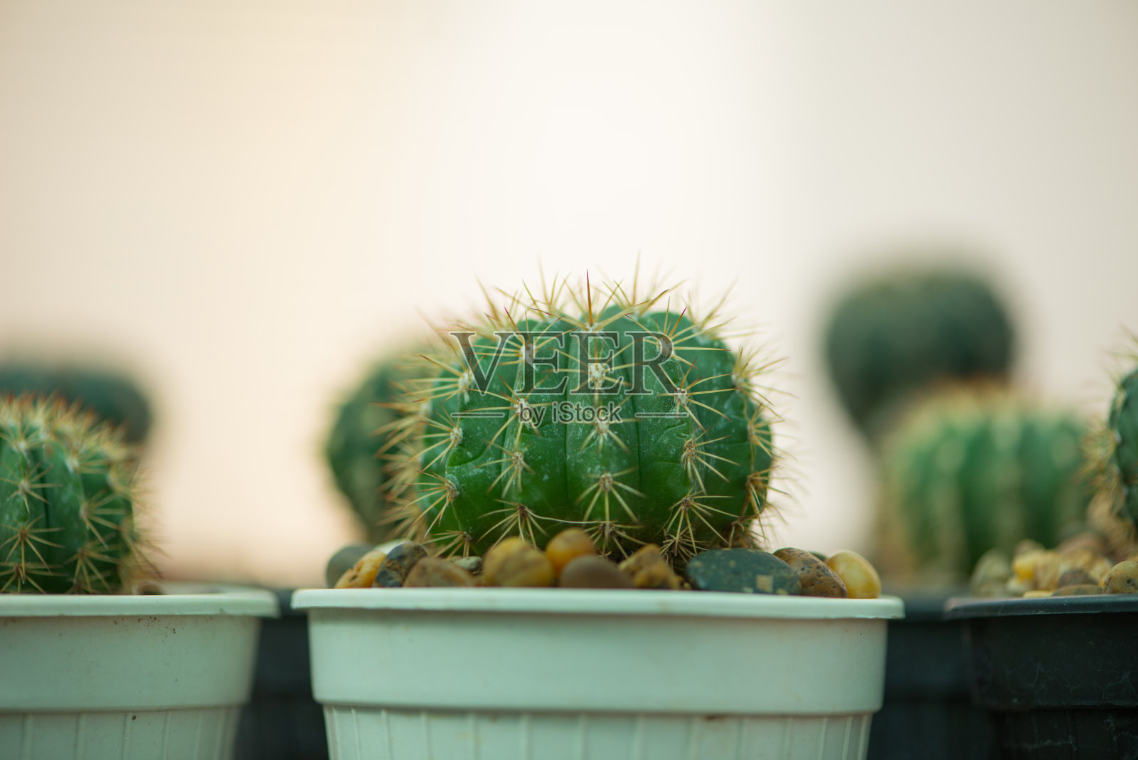 室内花盆里的绿甜瓜照片摄影图片
