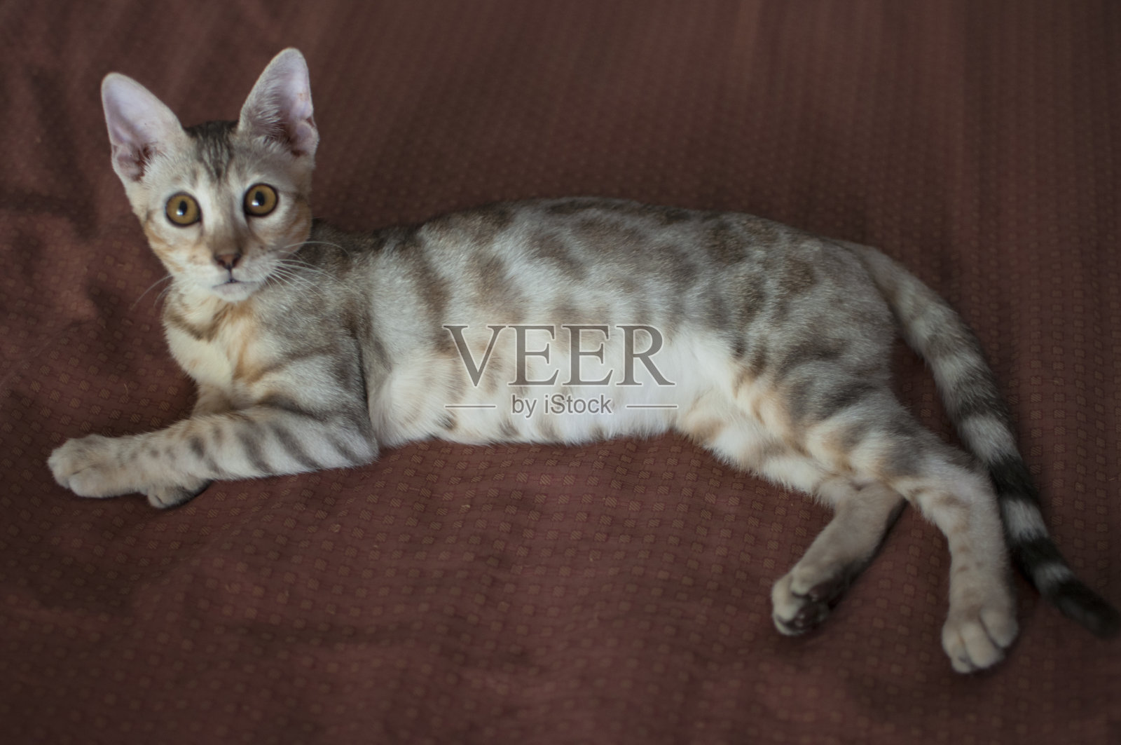 雌性银斑虎斑孟加拉小猫的特写与黄色眼睛。照片摄影图片