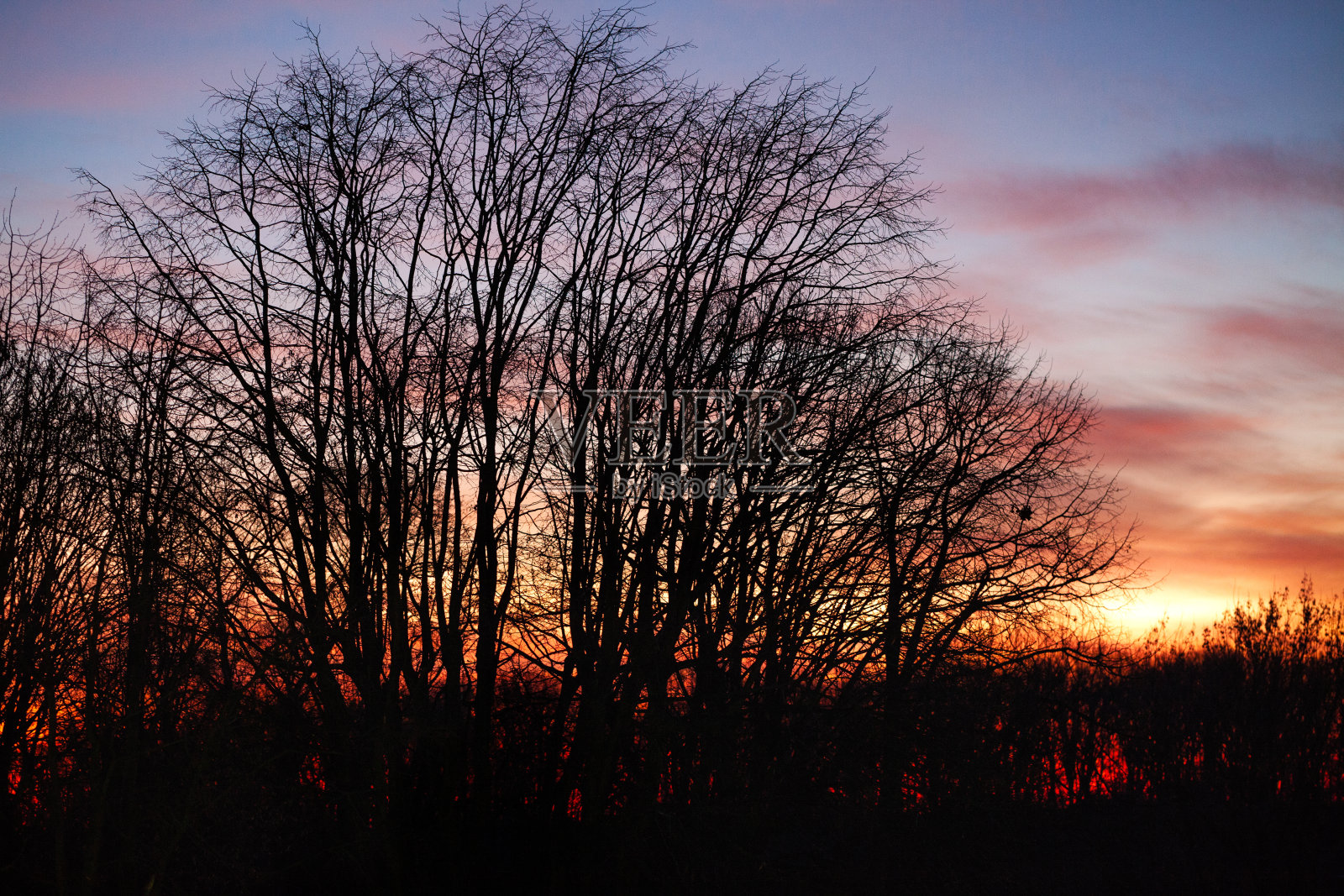 夕阳天空和树木的背景。寒冷冬天的清晨照片摄影图片