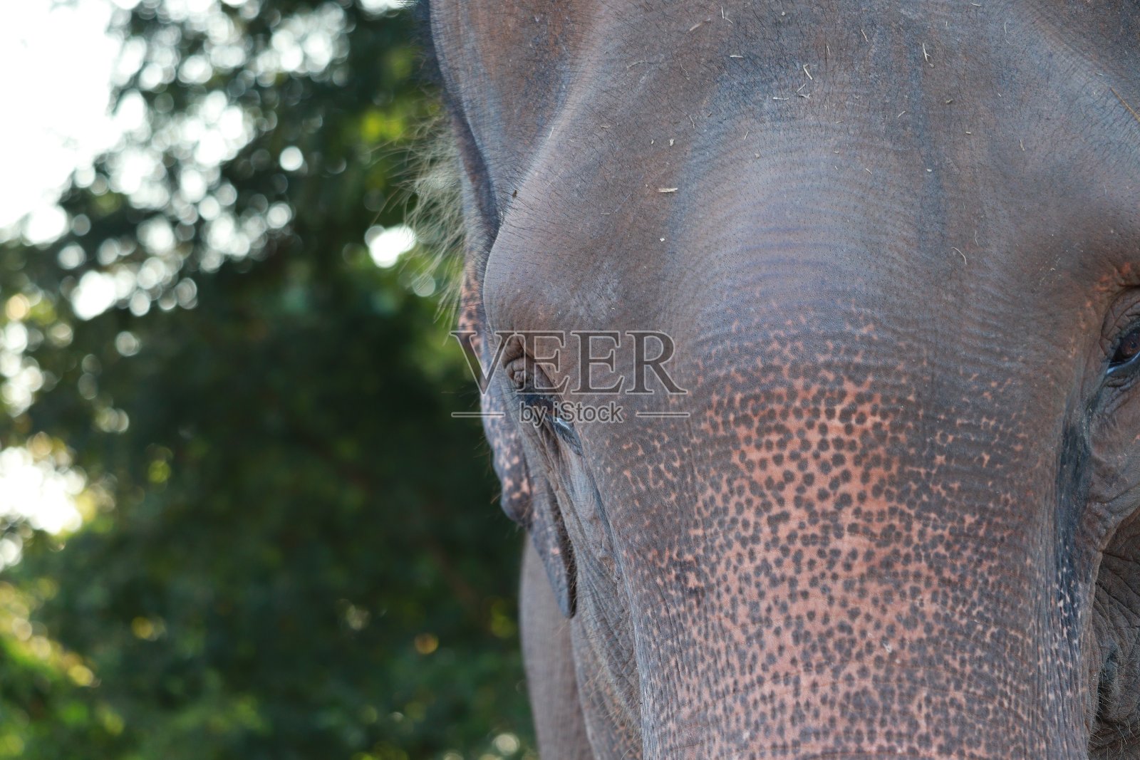 可怜的大象照片摄影图片