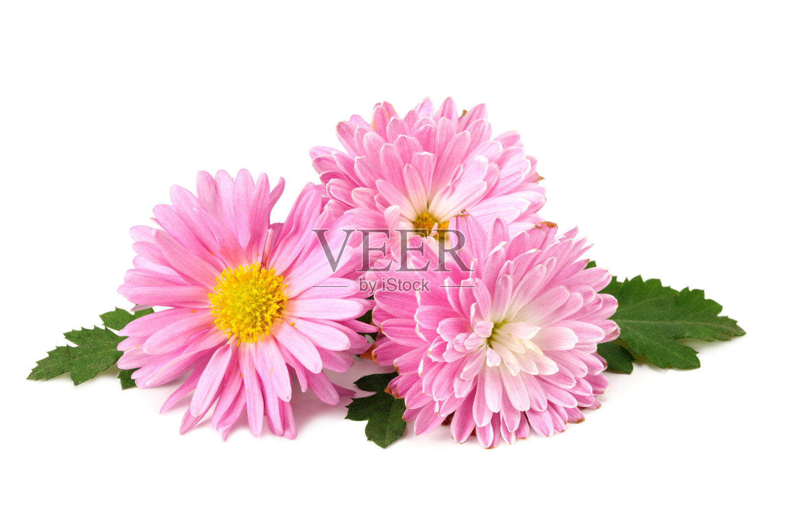 菊花鲜艳的粉红色花,绿叶孤立在白色的背景上照片摄影图片