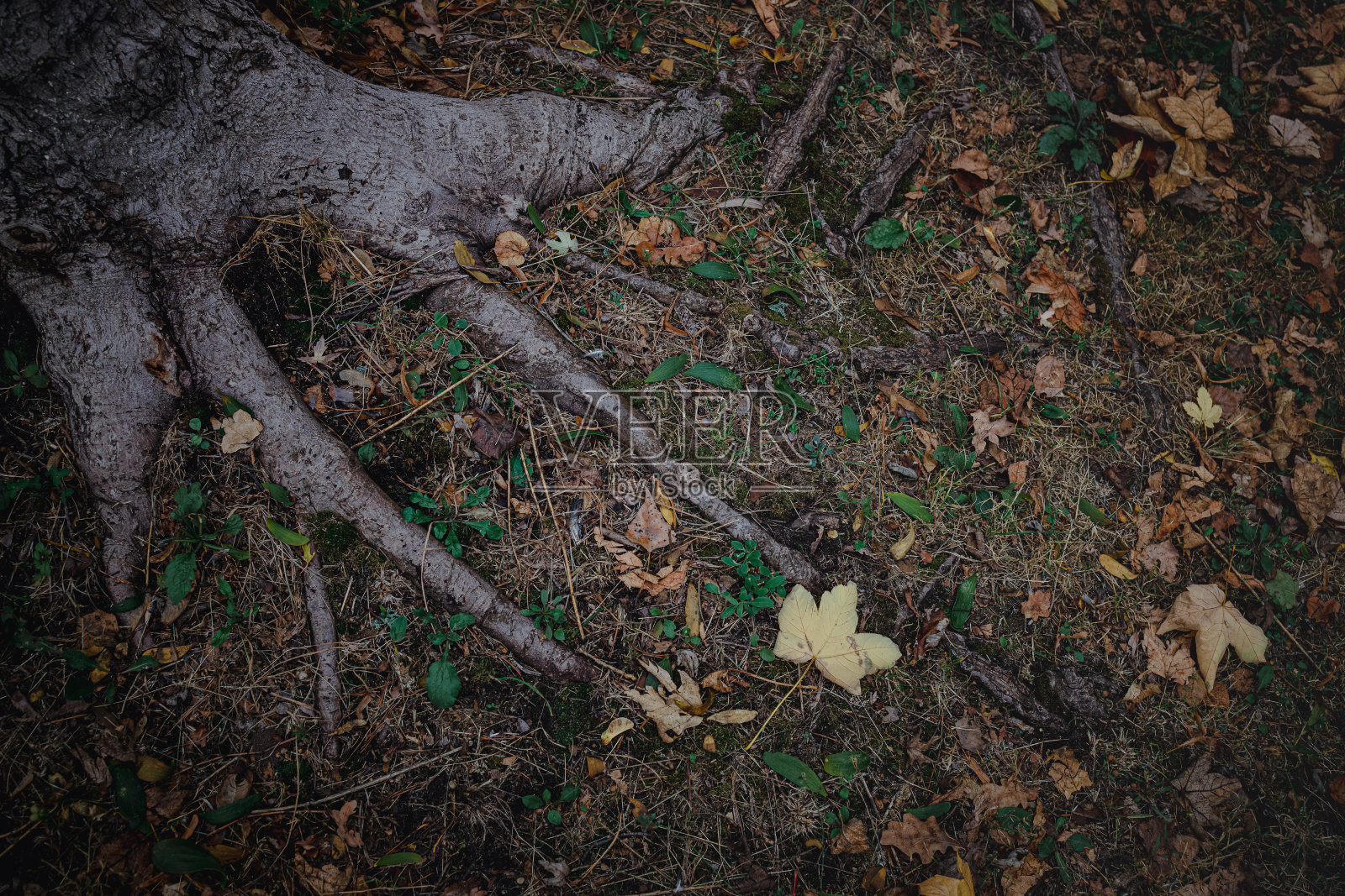 强大的根源。一棵老山毛榉树的厚根支撑着泥土照片摄影图片
