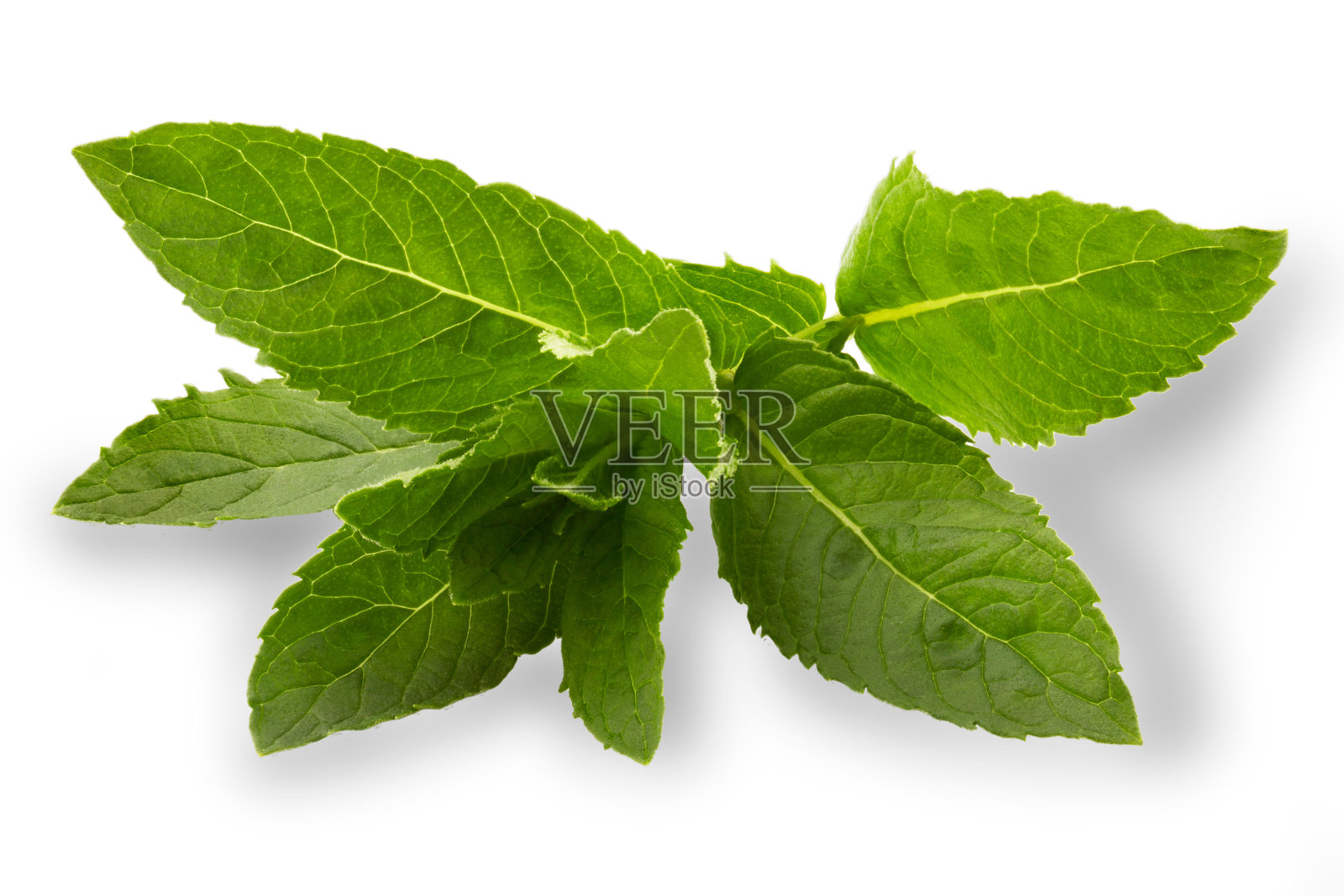 新鲜薄荷叶孤立在白色背景照片摄影图片