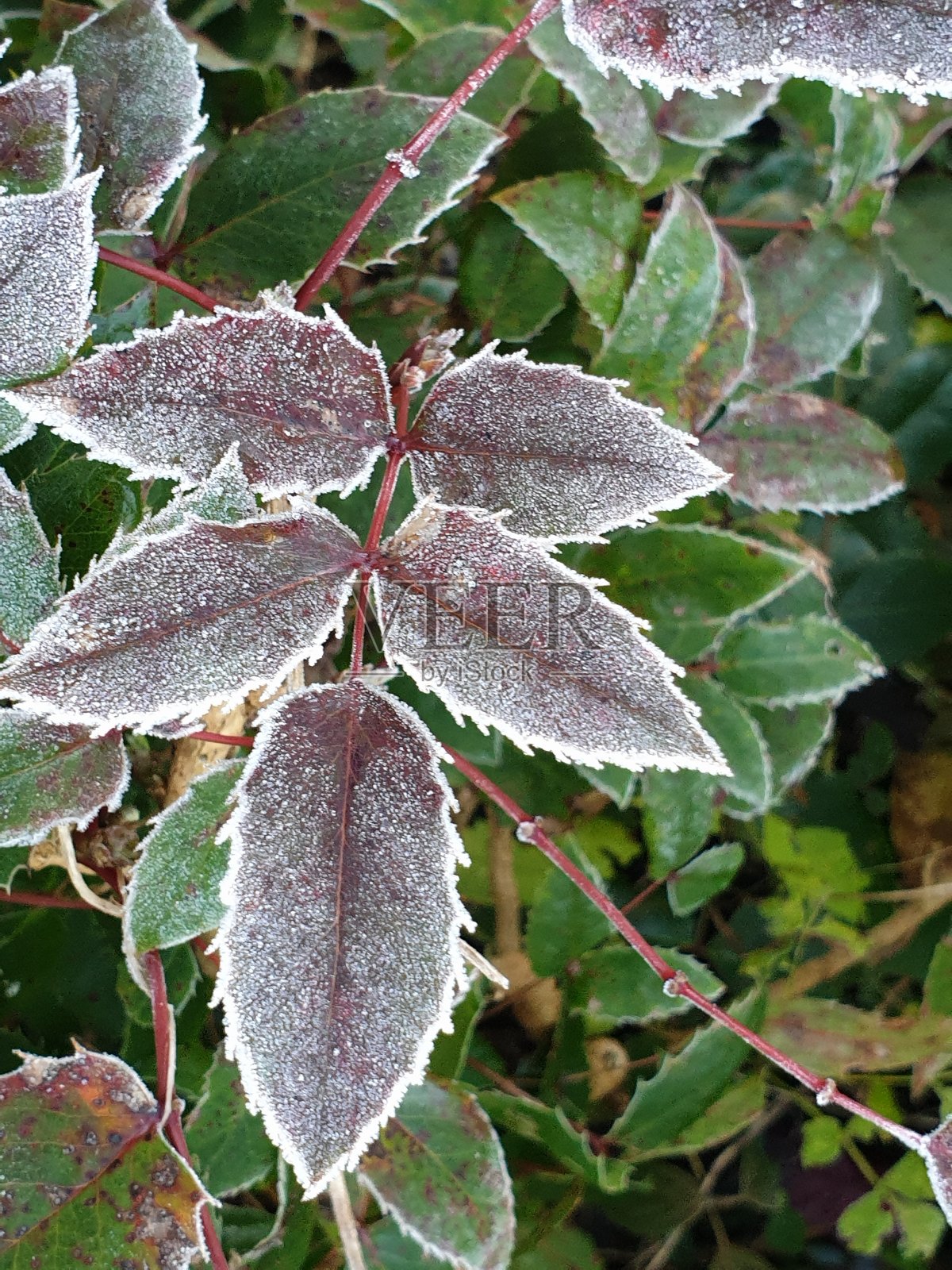 荷兰新沃克尔克和丹伊塞尔市夜间霜冻的棕色和绿色树叶照片摄影图片