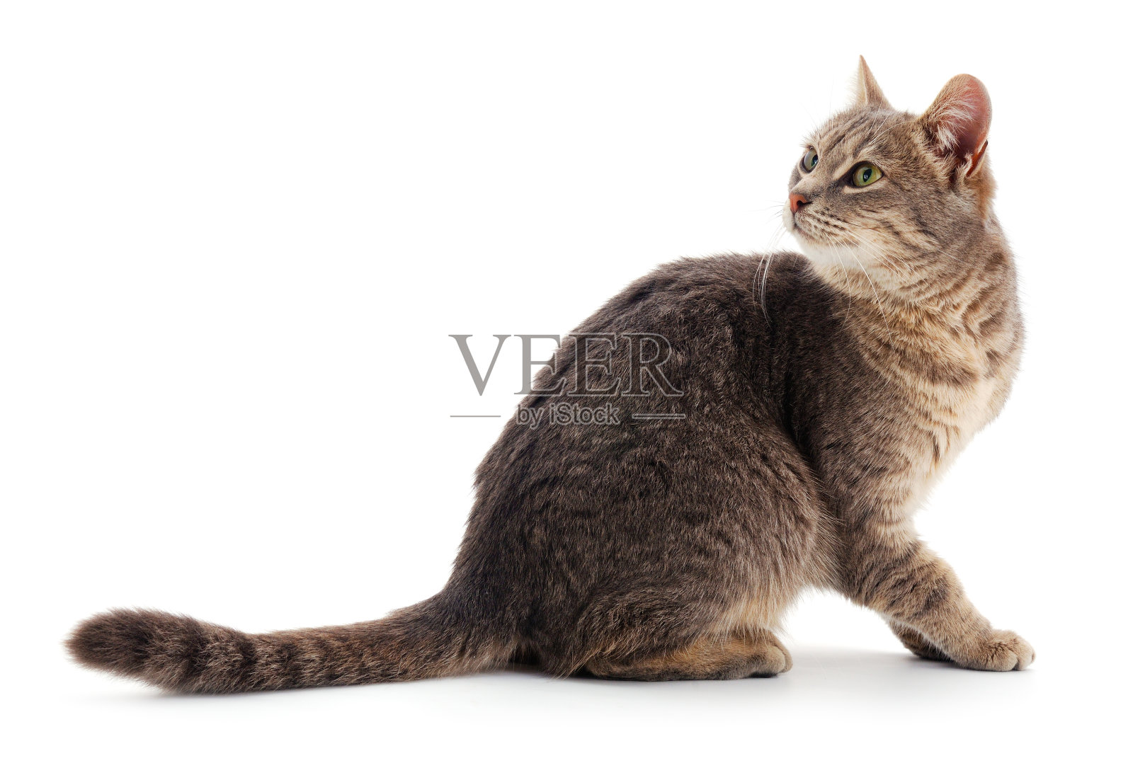 灰色的家猫。照片摄影图片