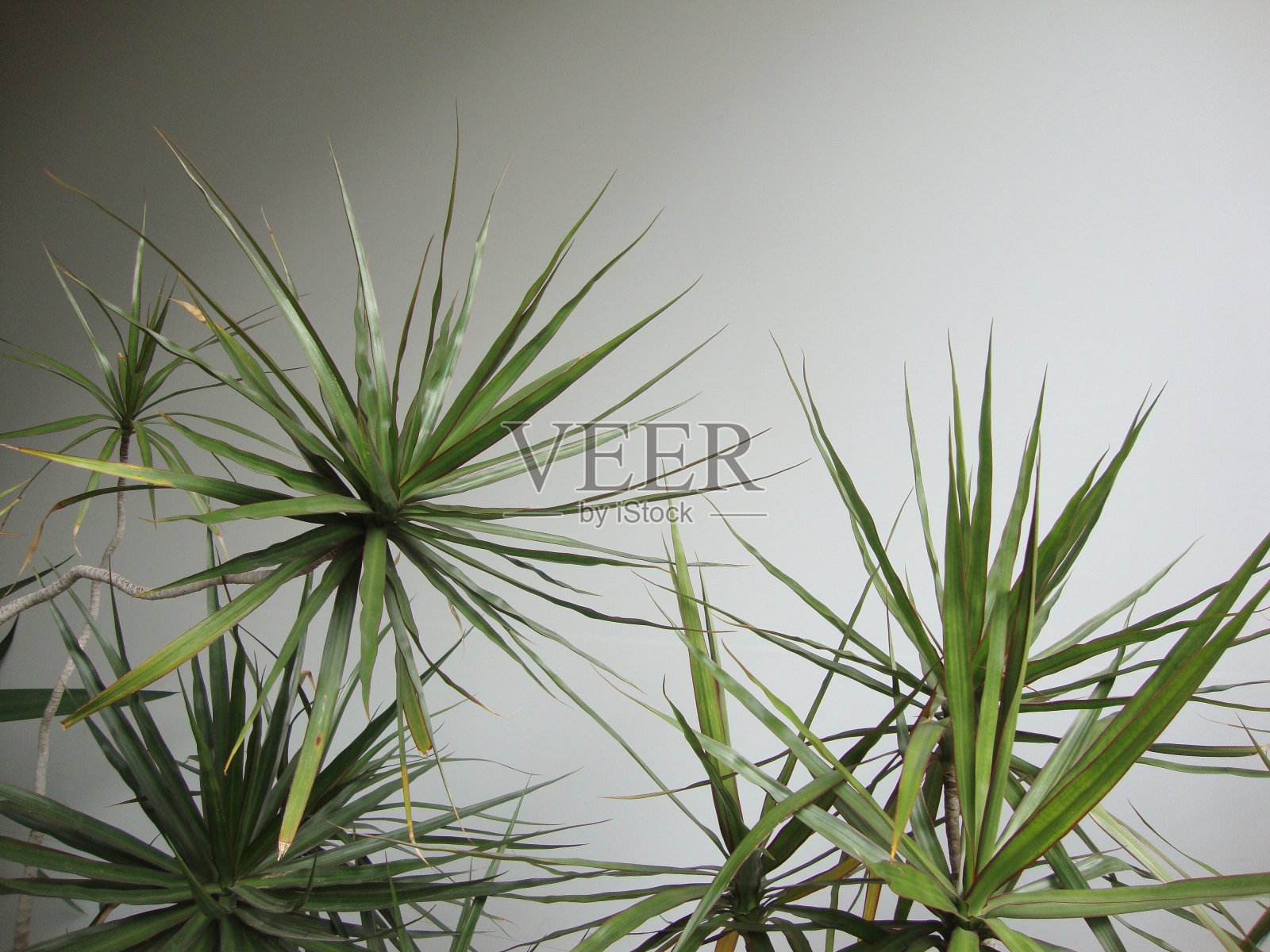 彩色面巾纸墙照片摄影图片