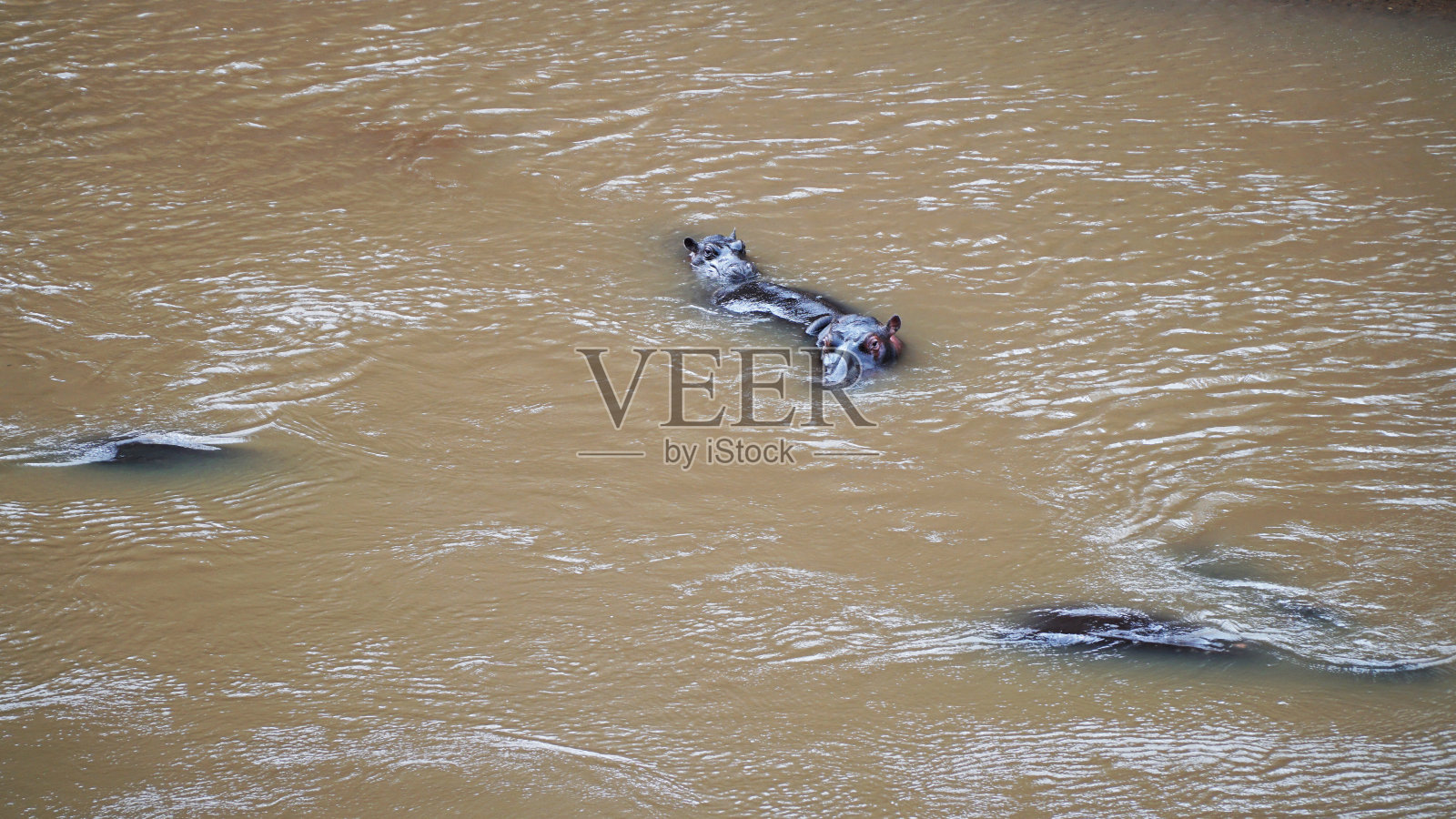 河马在河里照片摄影图片
