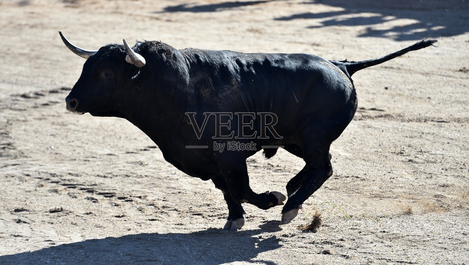 牛照片摄影图片