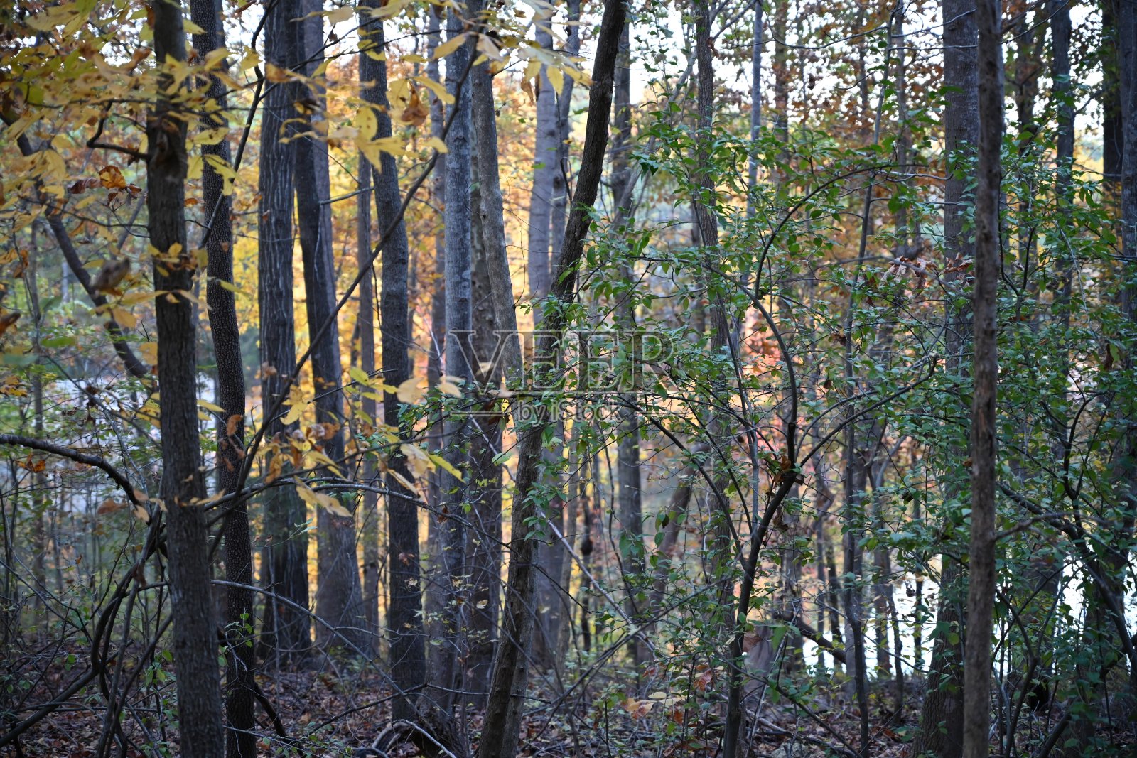 城市生活,纽约,巴黎,奥斯汀照片摄影图片