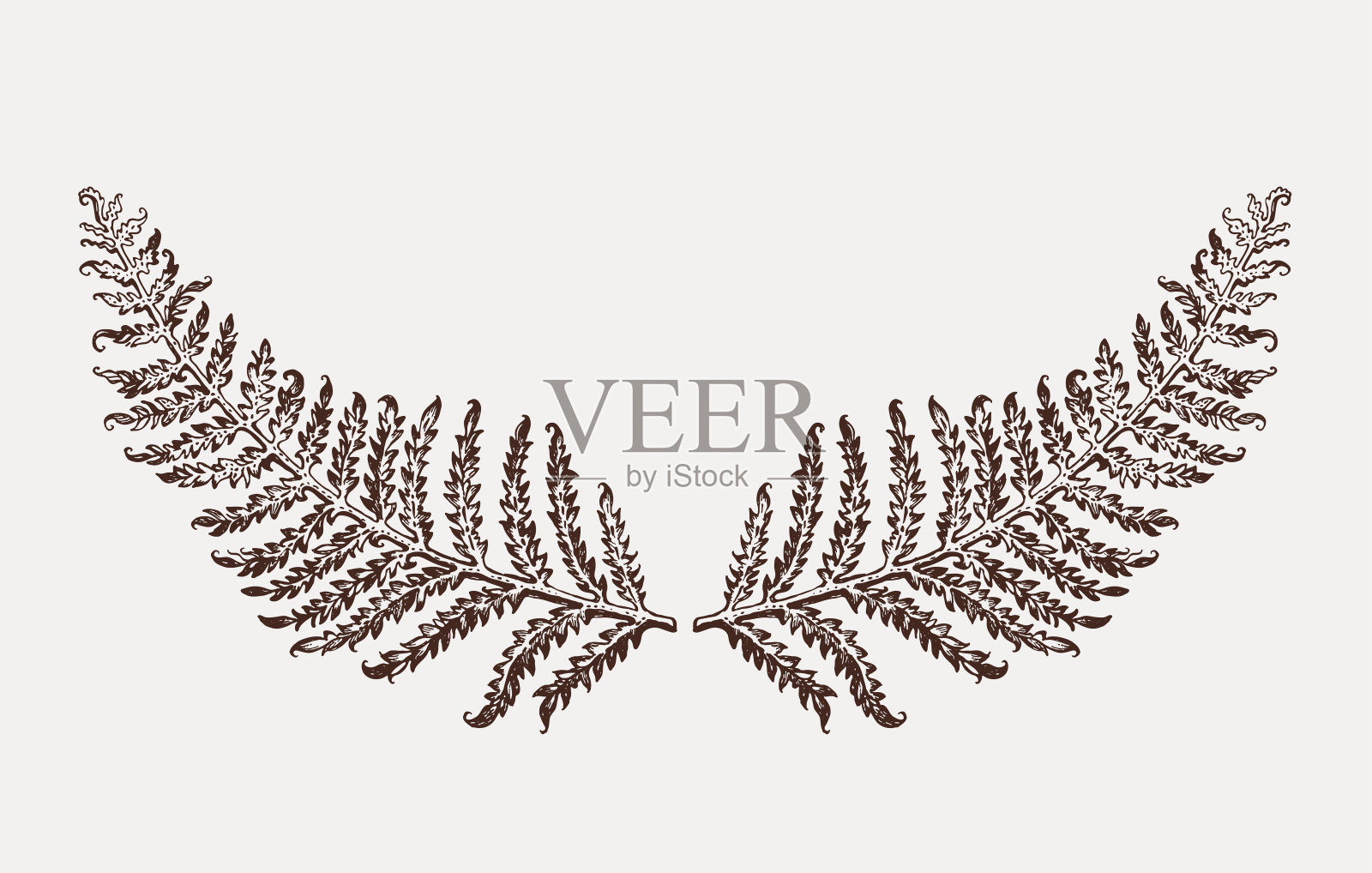 手绘蕨叶植物。插画图片素材