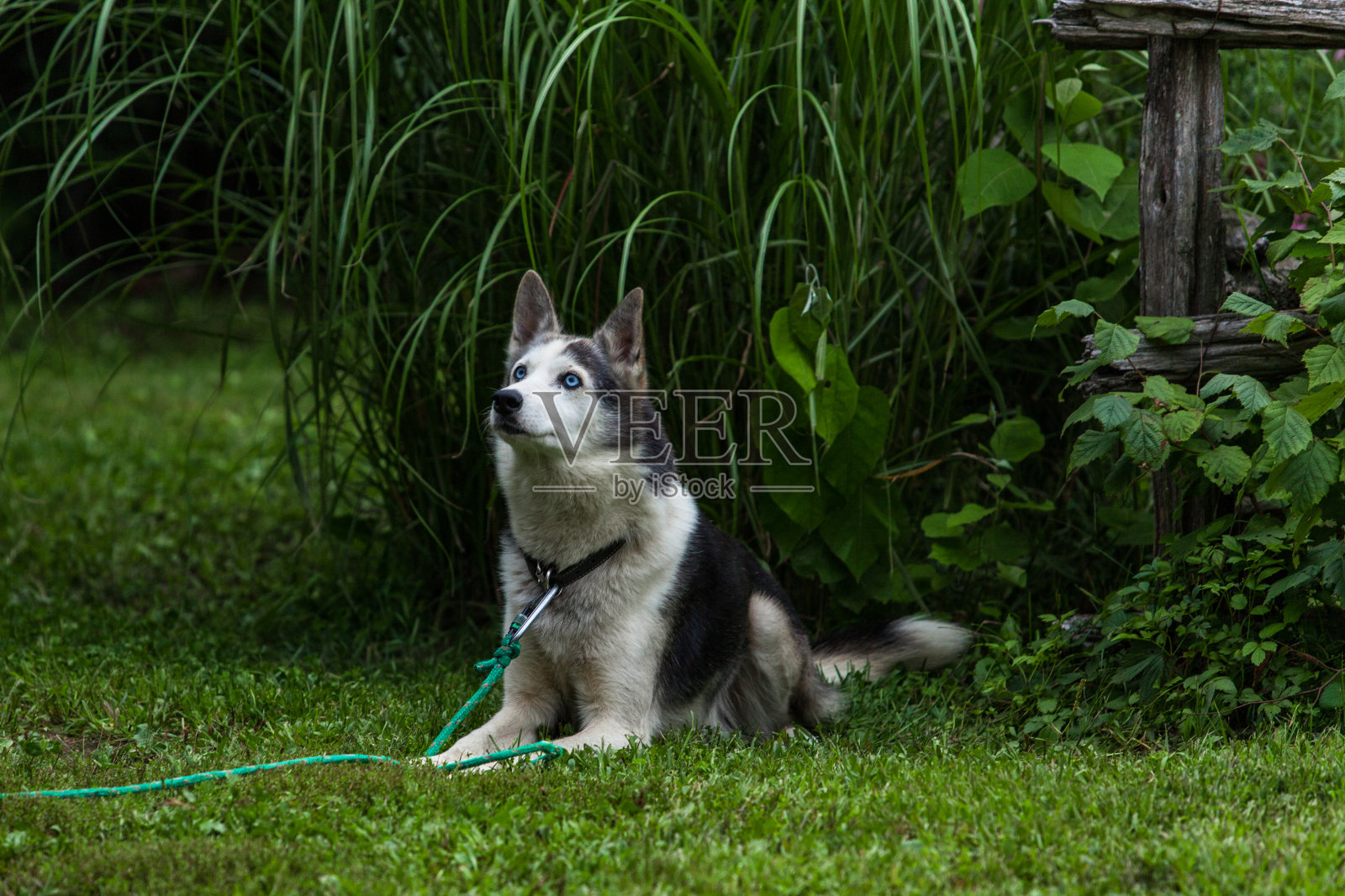 阿拉斯加哈士奇狗希望在后院得到款待照片摄影图片
