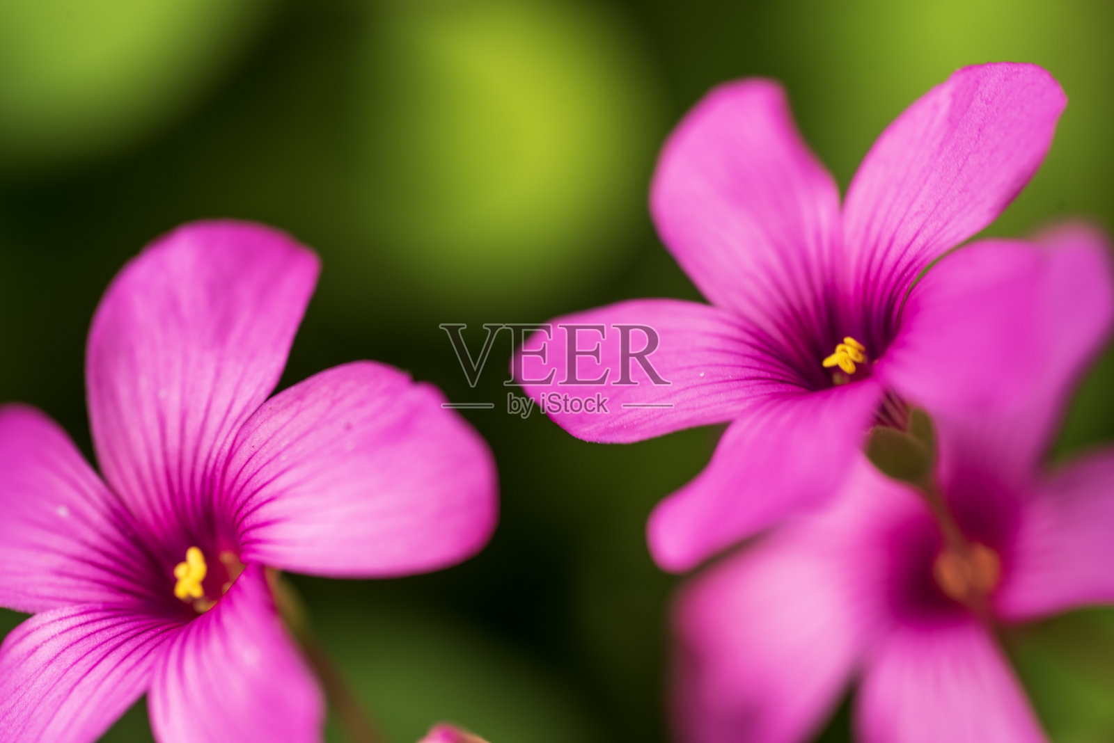 近距离的小粉红色盛开的春天花照片摄影图片