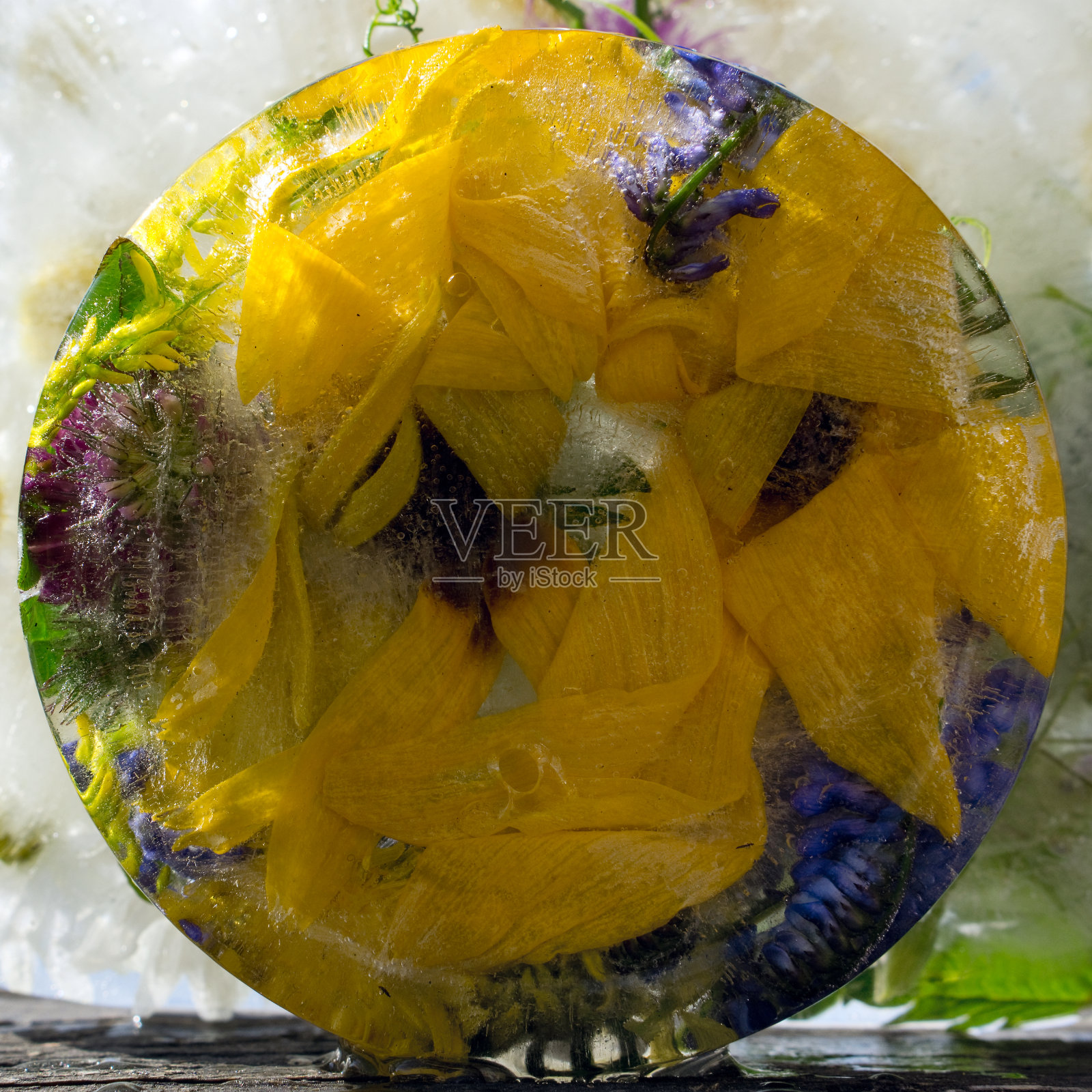 洋甘菊背景,冰封的黄花照片摄影图片