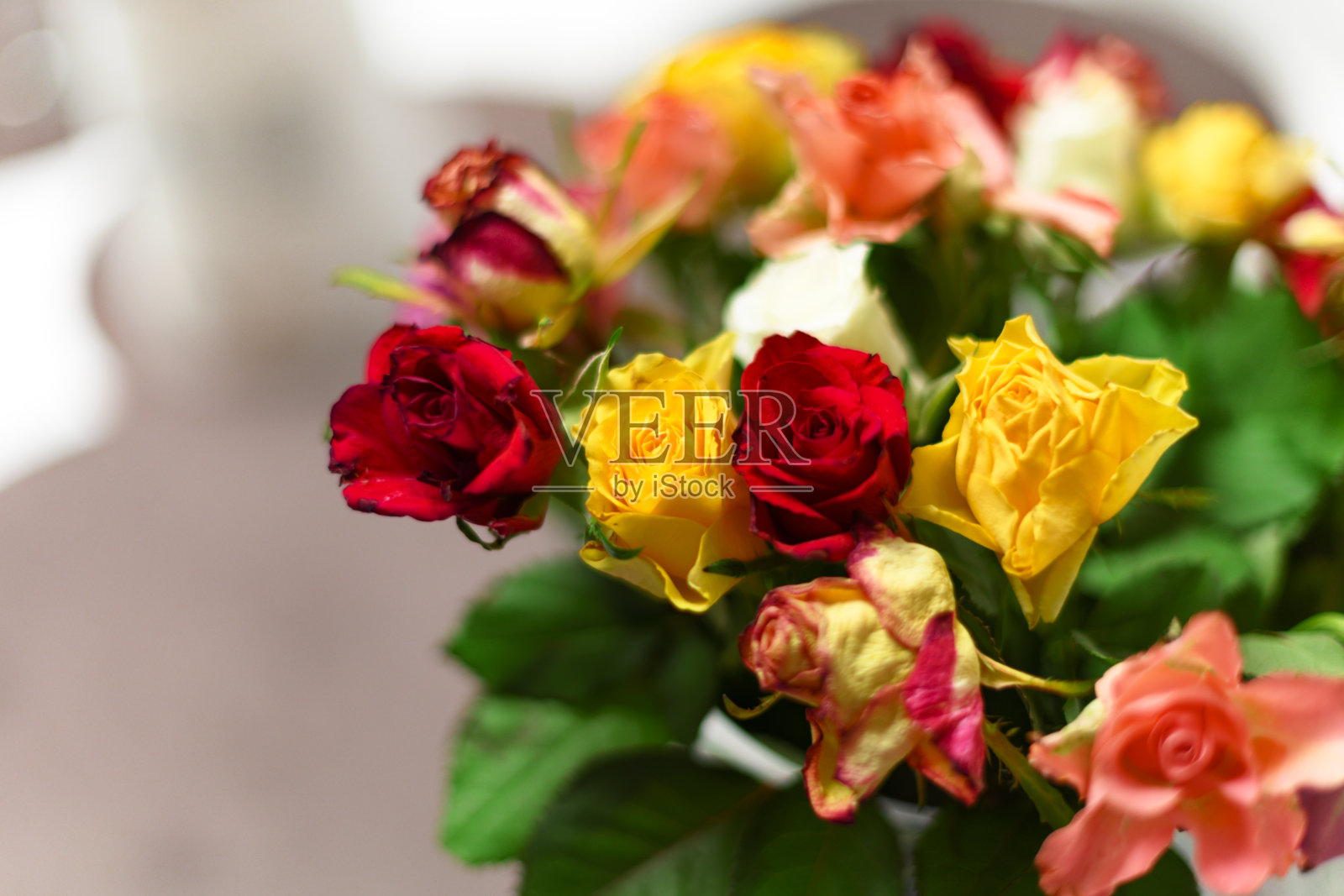 Buch玫瑰照片摄影图片