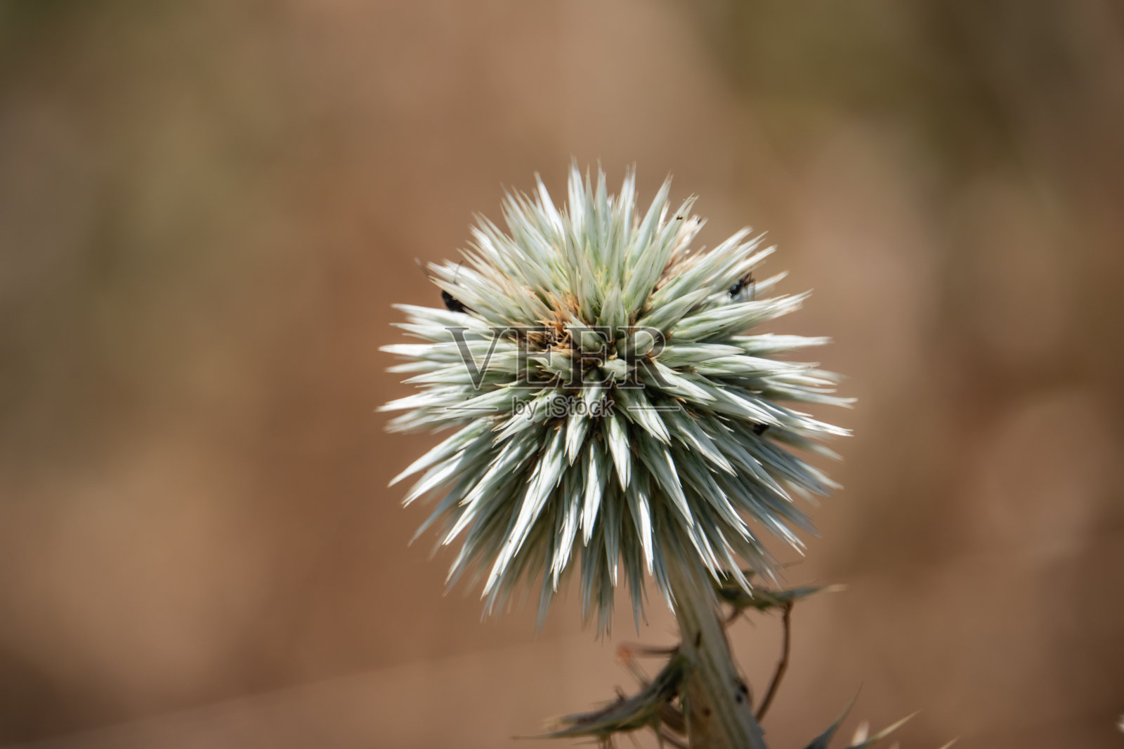 夏天的大蓟花照片摄影图片