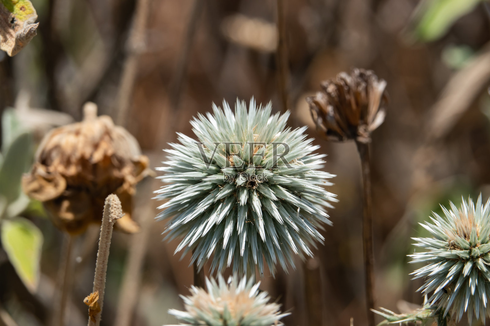 夏天的大蓟花照片摄影图片