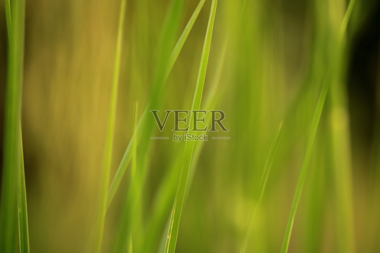 长绿草与绿色的背景照片摄影图片