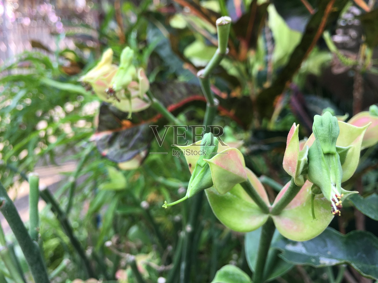 盆栽鸟形树照片摄影图片