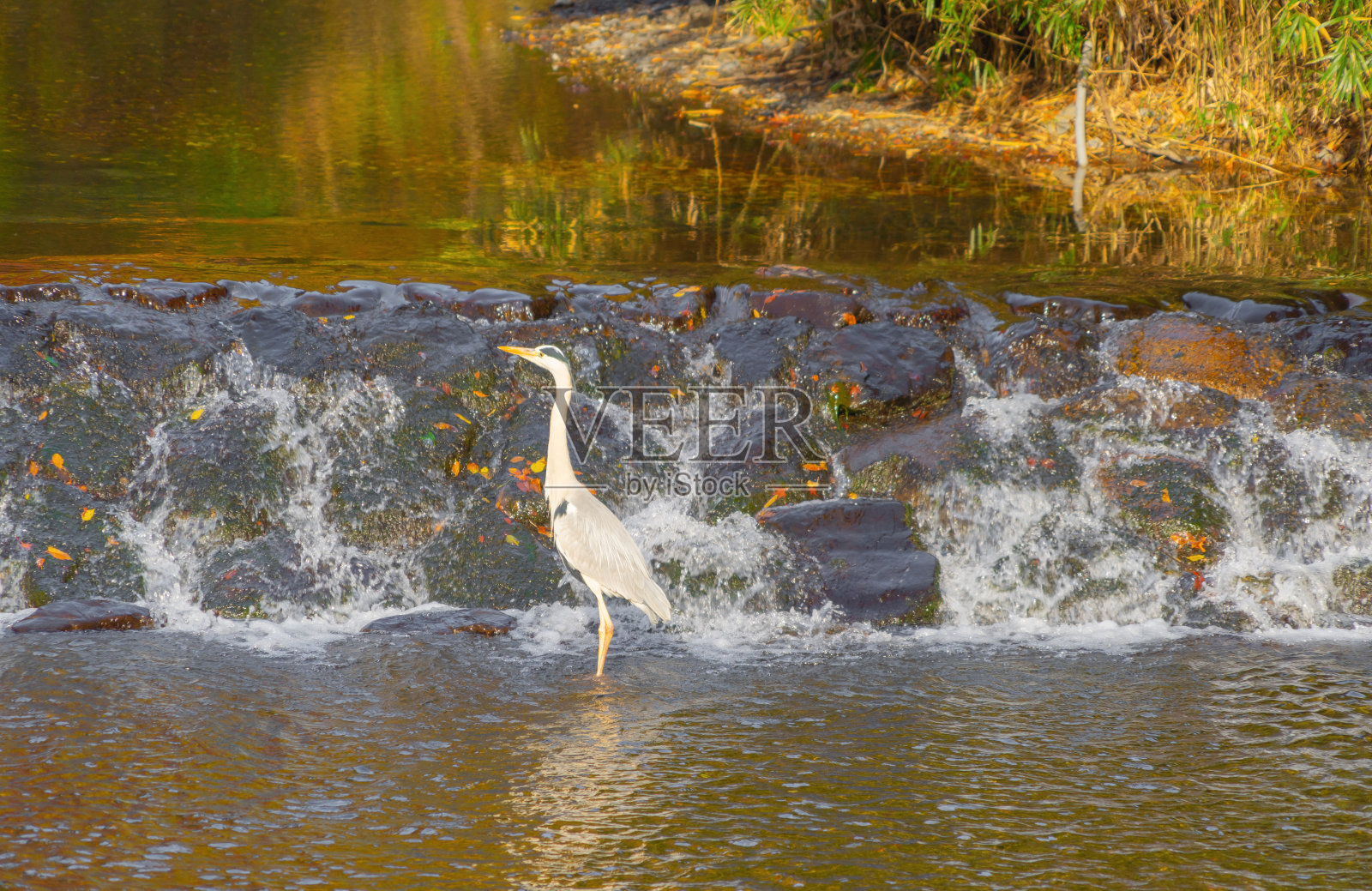 近距离的野生白色长喙鸟与翅膀附近的瀑布与红色枫叶或秋天的树叶在多彩的秋天季节。的动物。照片摄影图片