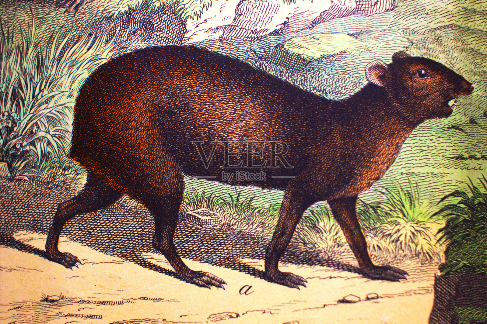 《动物历史》,舒伯特/科恩著,1880年,圣彼得堡插画图片素材