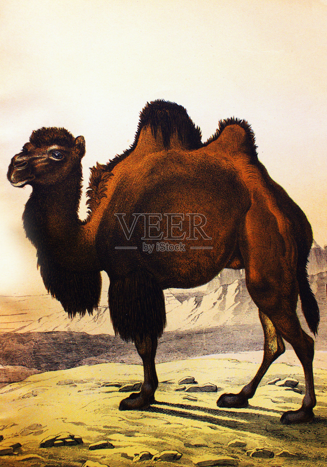 舒伯特/科恩(Shubert/Korn)著,1880年,圣彼得堡,一本名为《动物历史》(History of animals)的古董书中的双峰骆驼插画图片素材