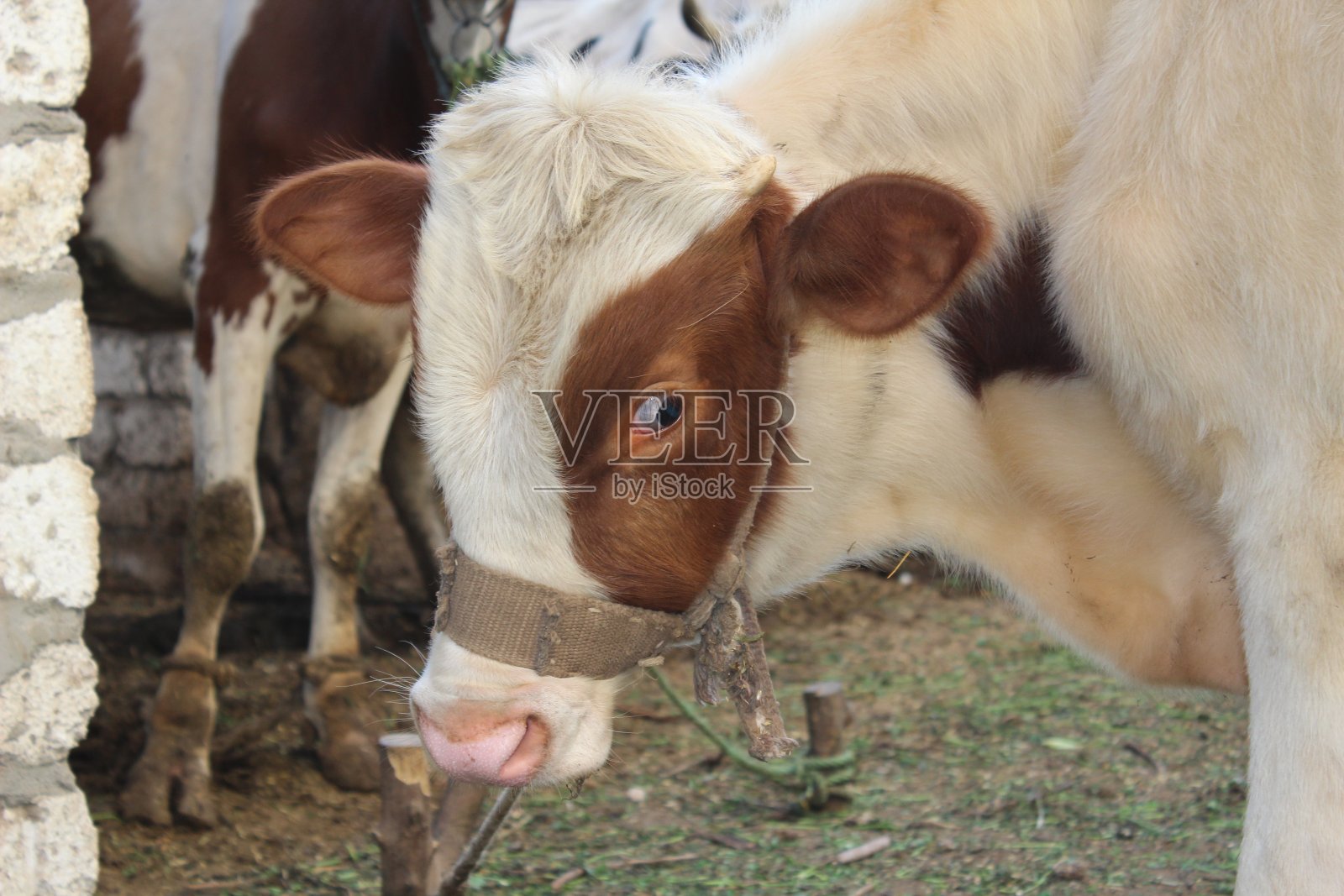 埃及的奶牛养殖照片摄影图片