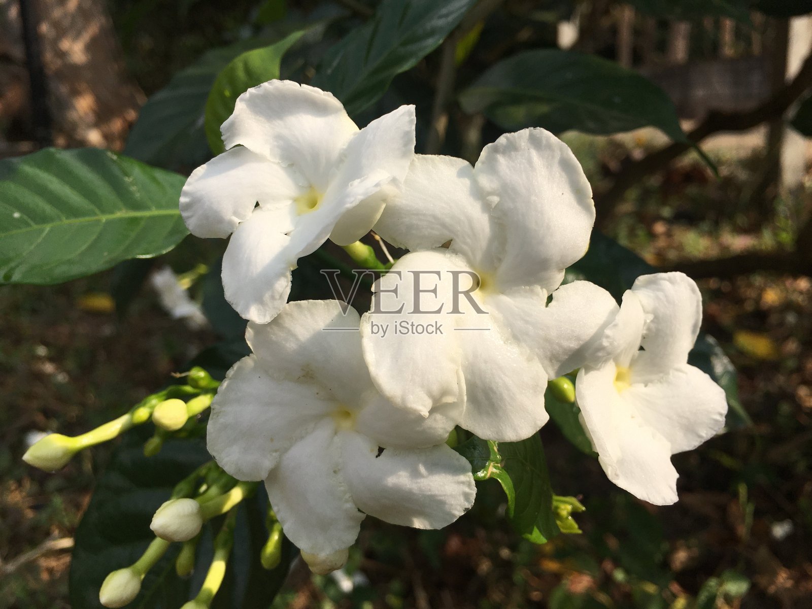 房子里有白色的花照片摄影图片