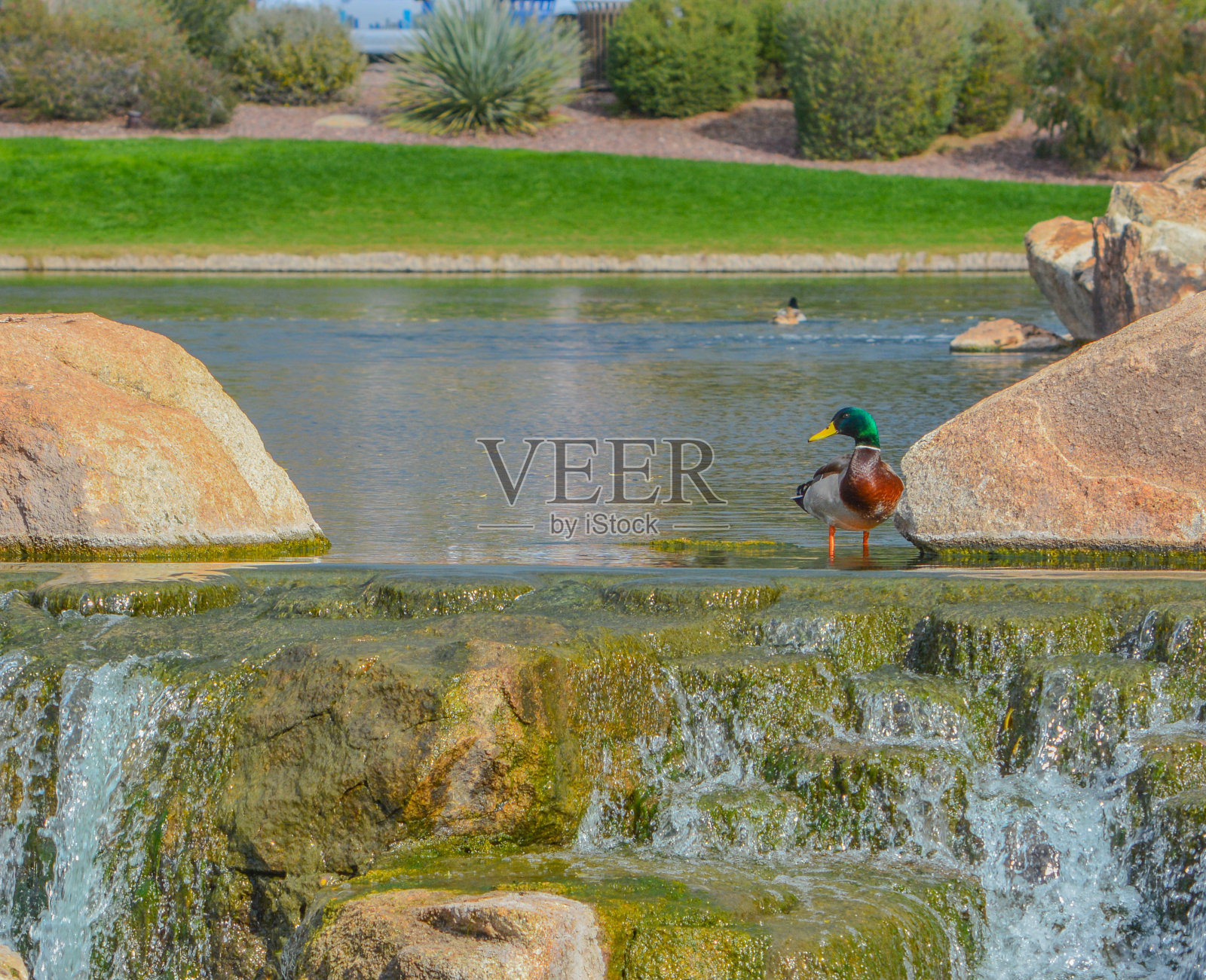 索诺兰沙漠瀑布上的野鸭(Anas Platyrhynchos)。Anthem,马里科帕县,美国亚利桑那州照片摄影图片