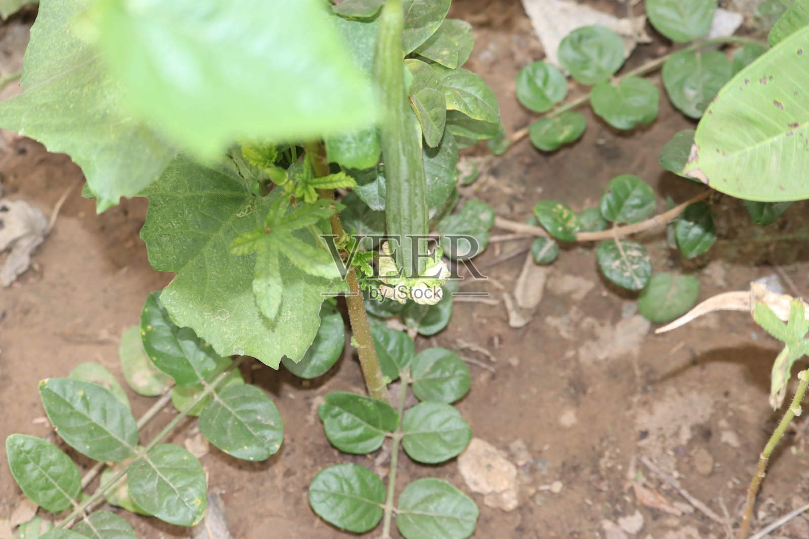 带叶子的丝瓜果照片摄影图片