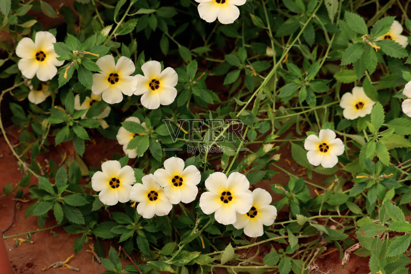 美丽的黄色花田照片摄影图片