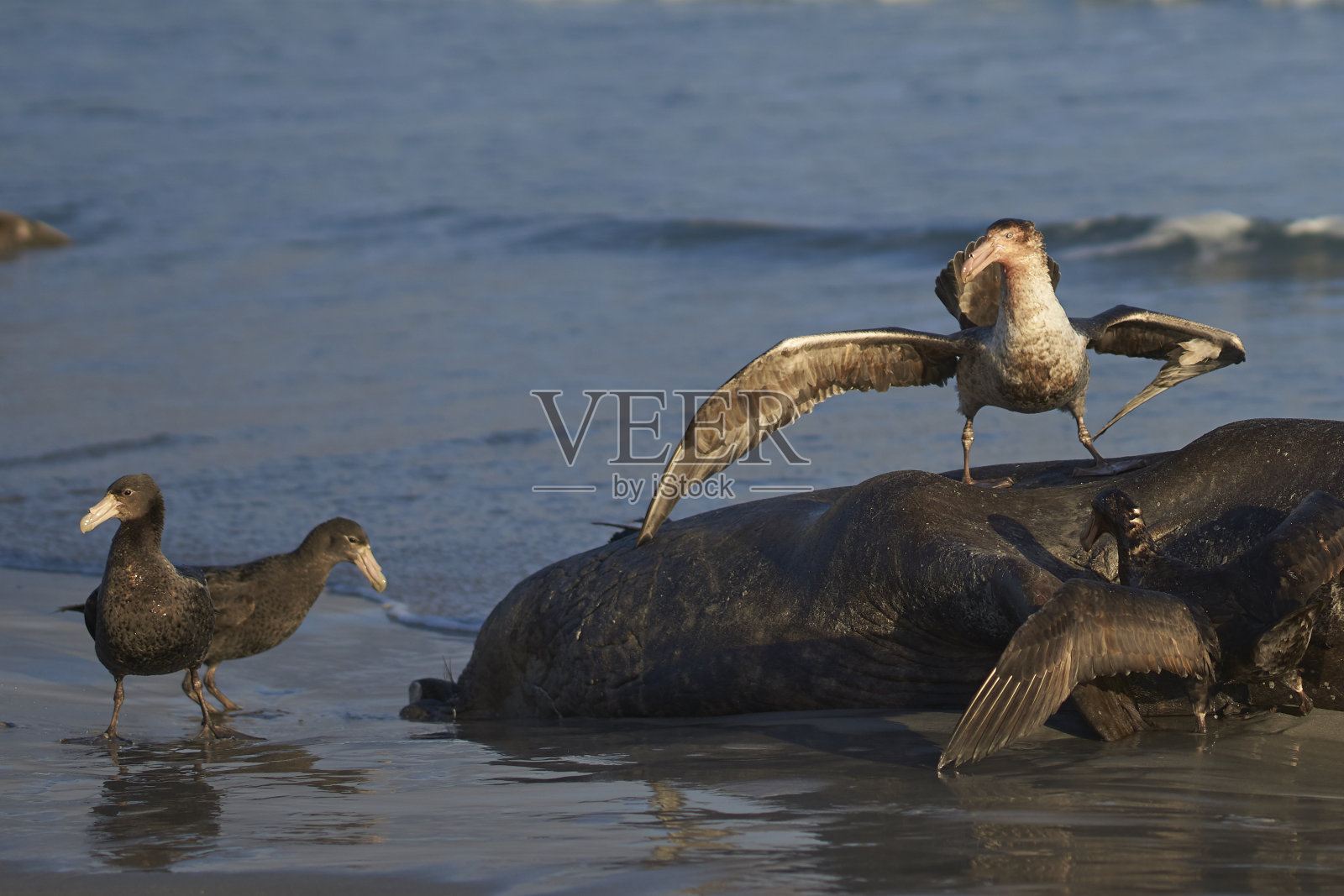 巨大的海燕正在大吃海象的尸体照片摄影图片