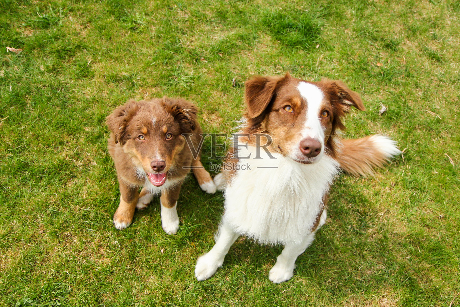 这两只澳大利亚牧羊犬在草地上摆姿势,看起来很开心。一个是成年人,一个是小狗。他们微笑着,看起来很满意。照片摄影图片