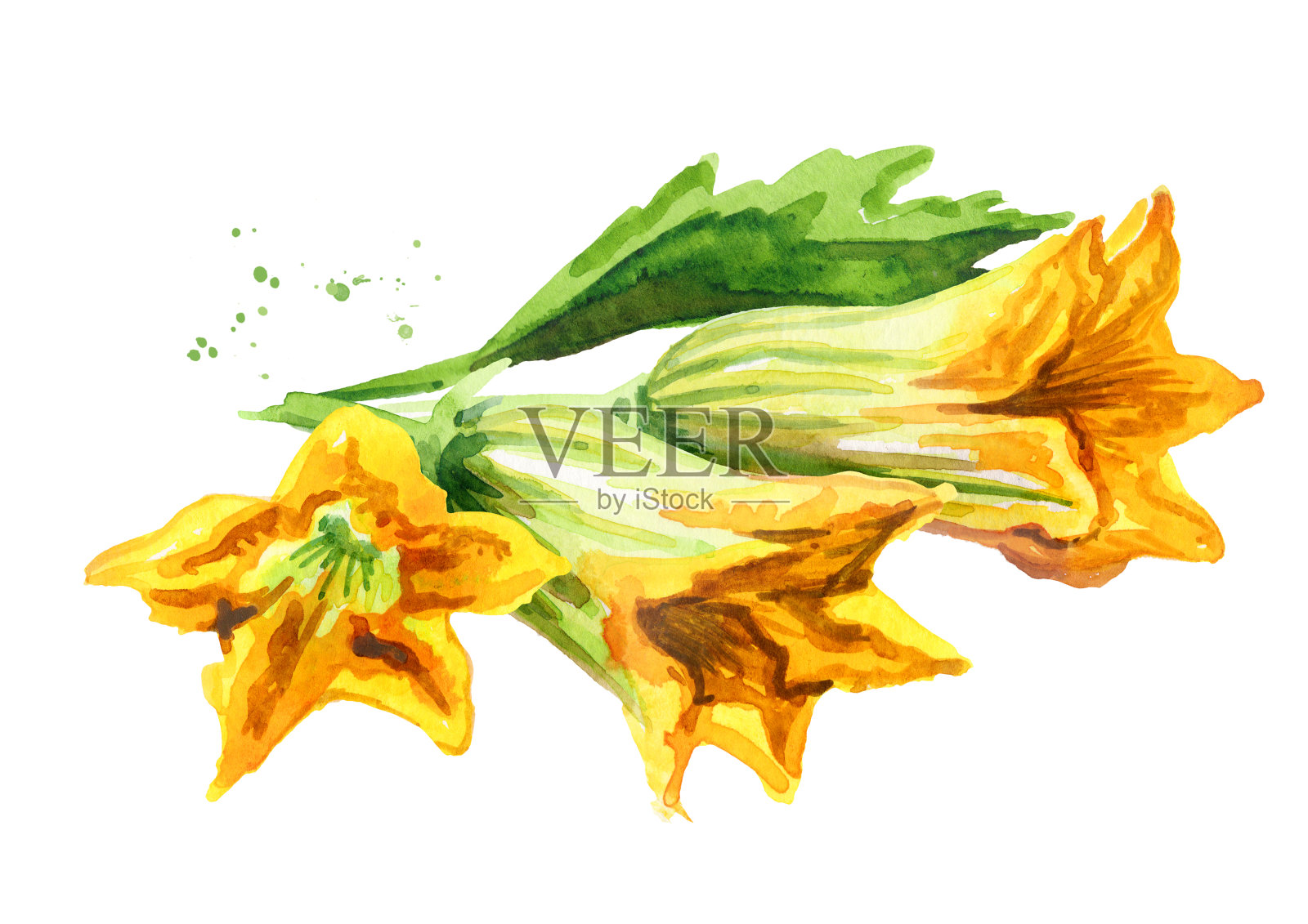 南瓜花。手绘水彩插图,孤立的白色背景插画图片素材