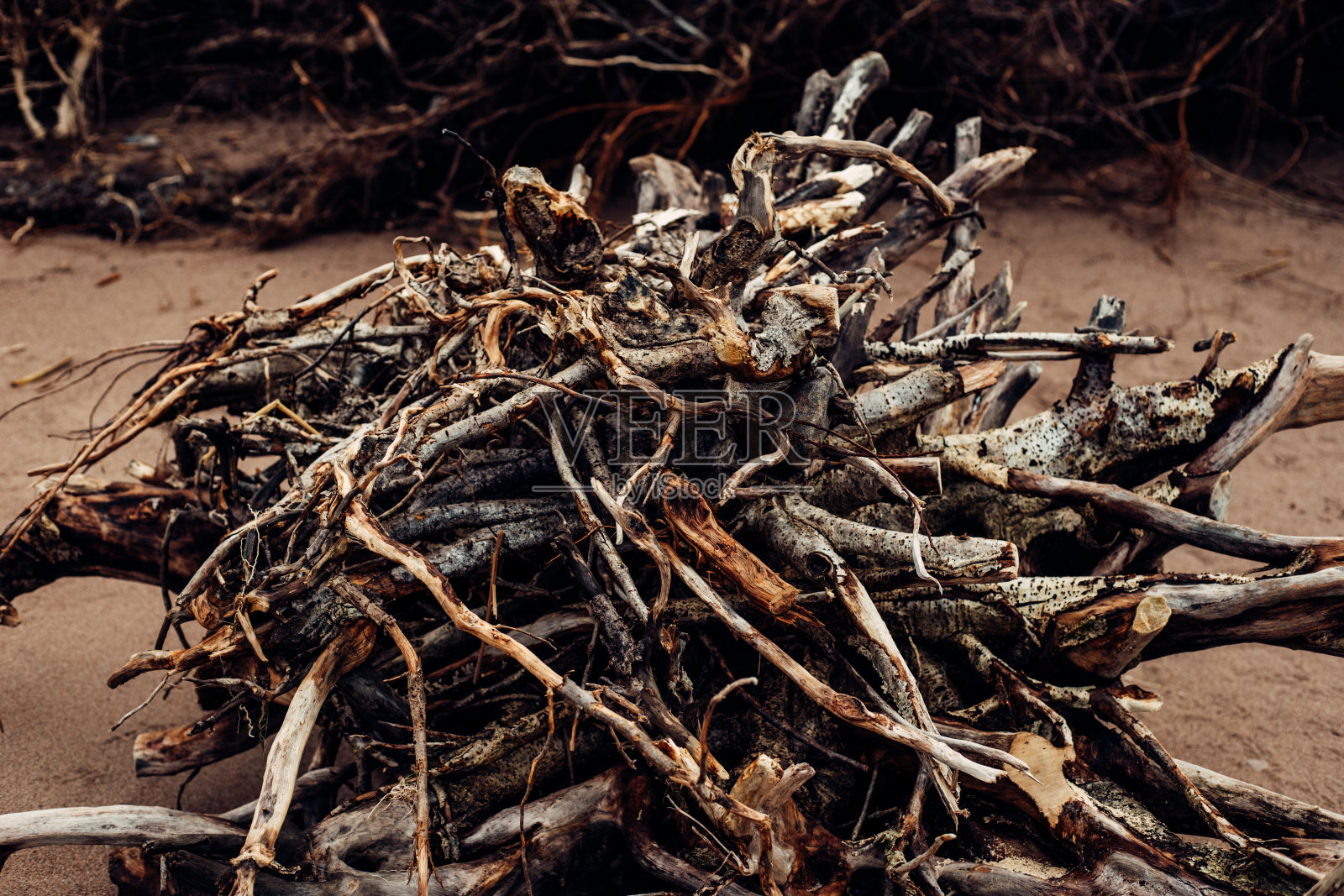 黑俄罗斯森林照片摄影图片