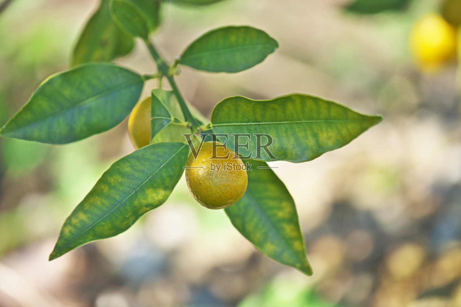 金橘照片摄影图片