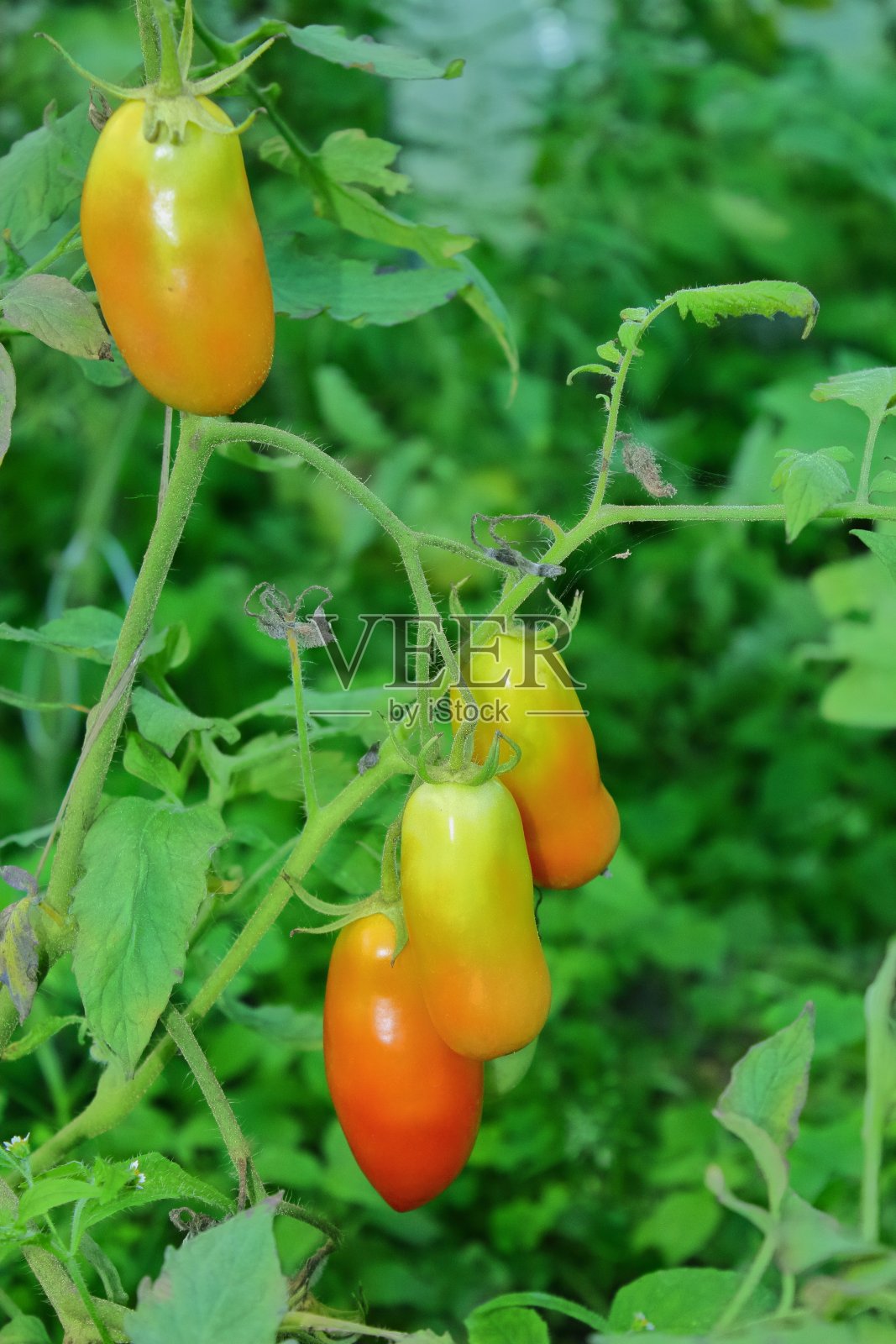 长而黄的红色番茄照片摄影图片