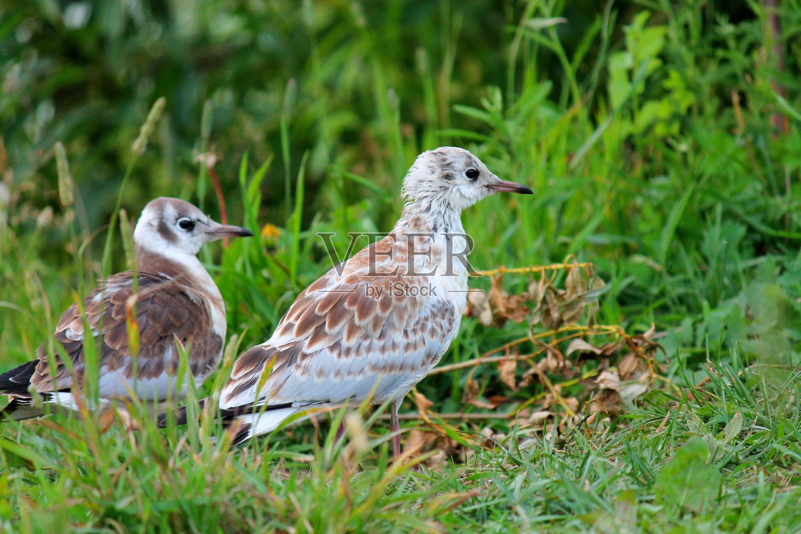 小海鸥照片摄影图片
