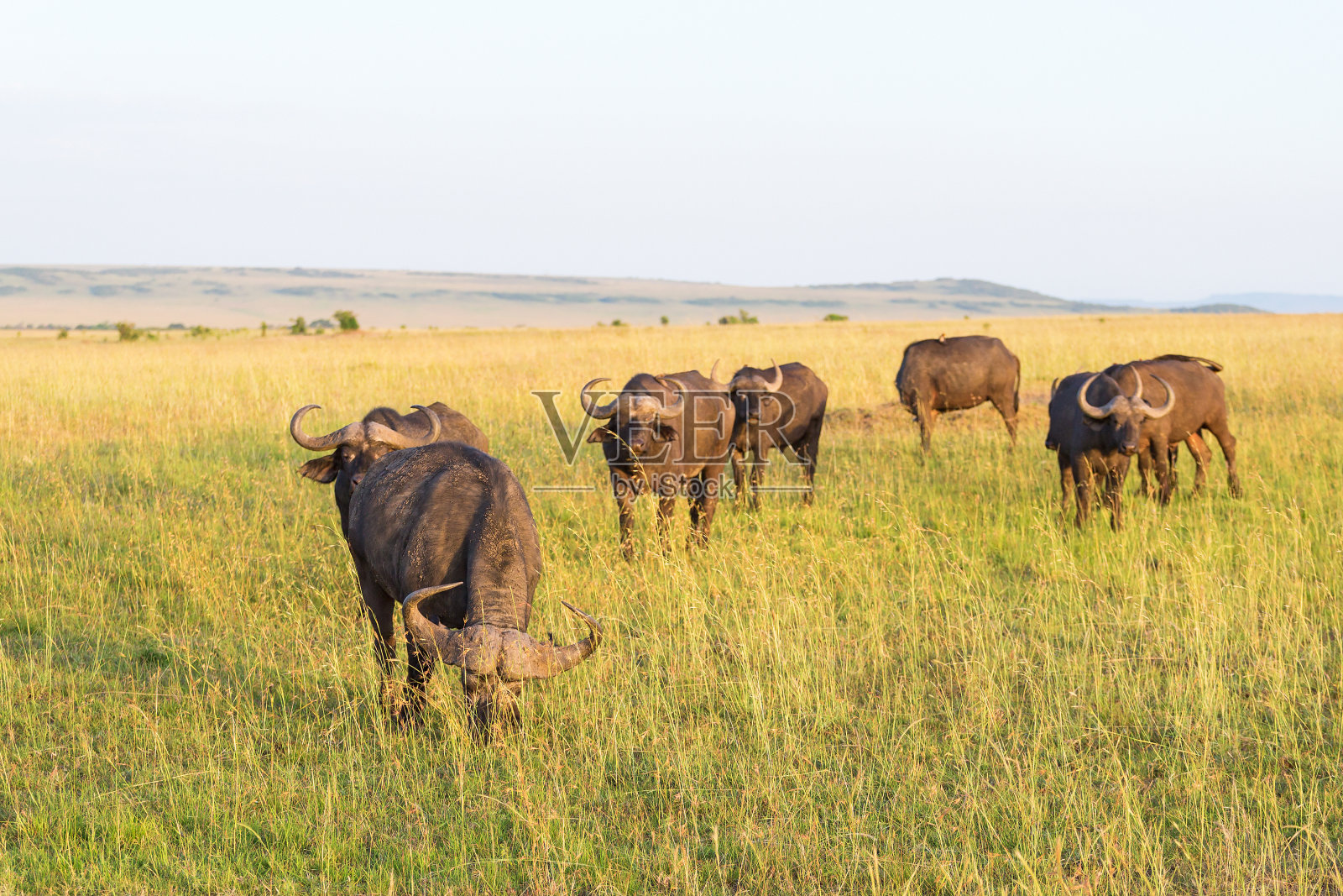 草原上的非洲水牛照片摄影图片