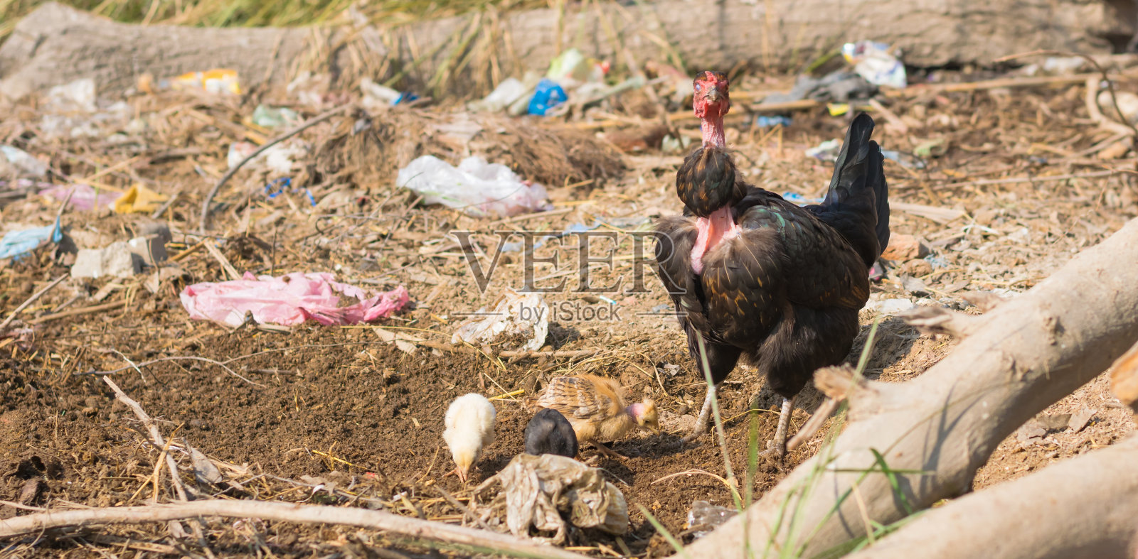 一只母鸡和她的小鸡在寻找食物照片摄影图片