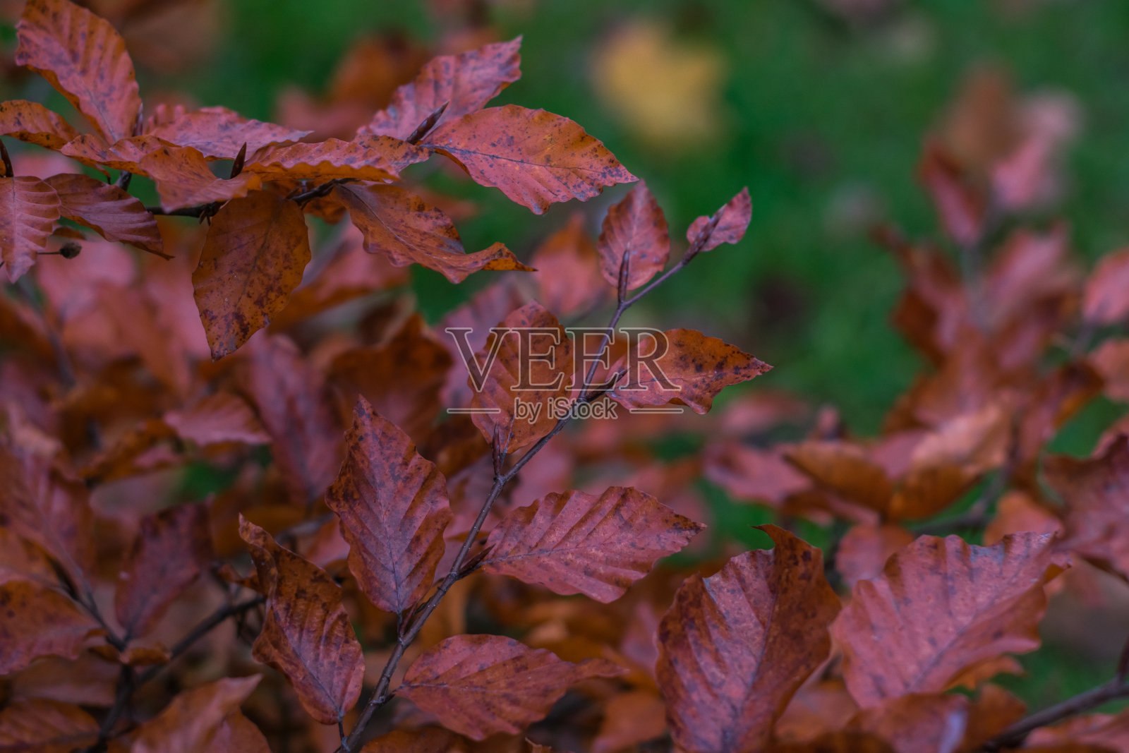 照片上的红叶在树枝上的灌木在一个模糊的背景绿色的草照片摄影图片