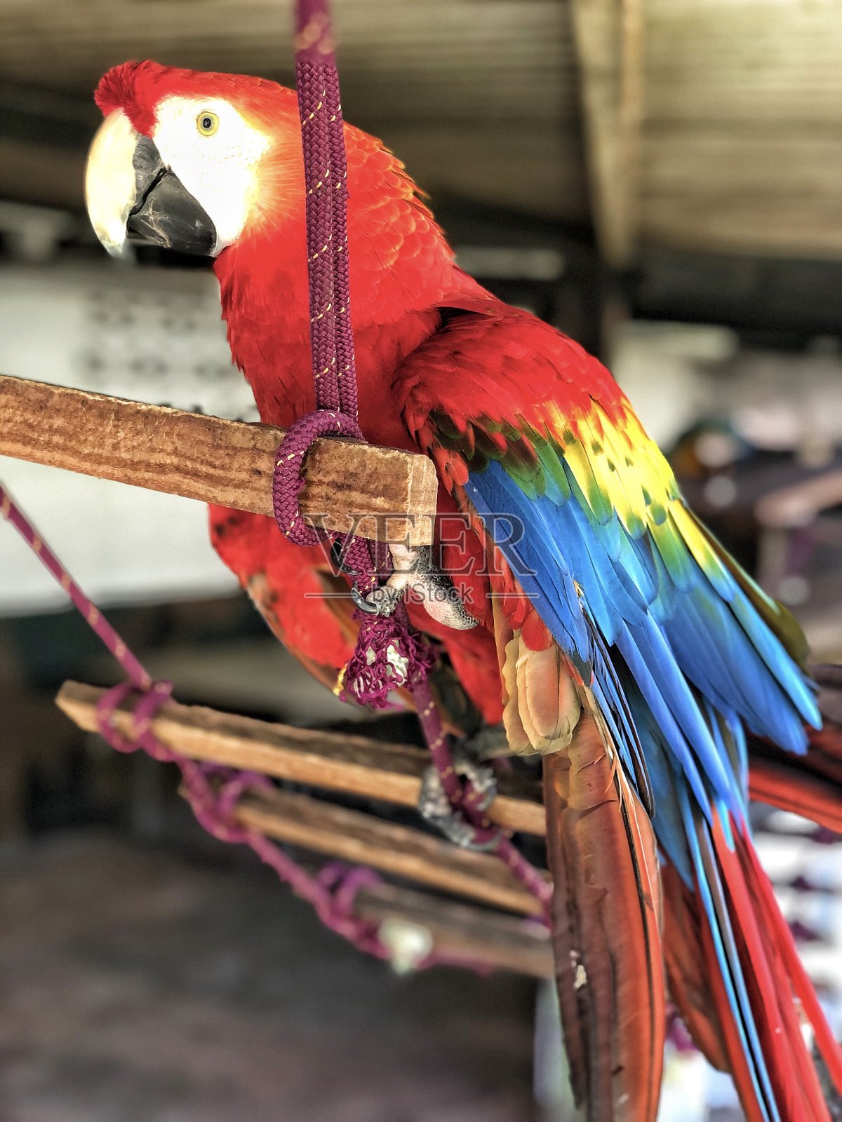 鹦鹉照片摄影图片